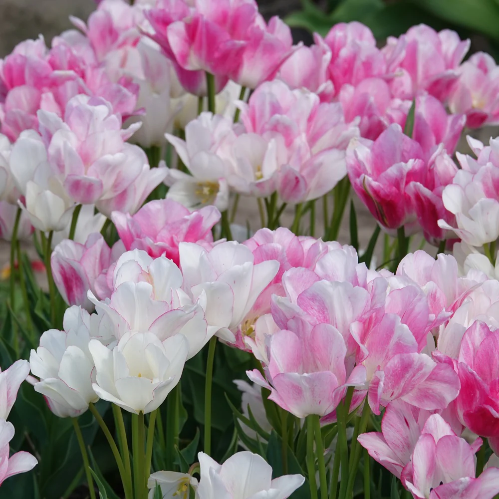 7 Tulipes Pluriflores Candy Club - Image 2