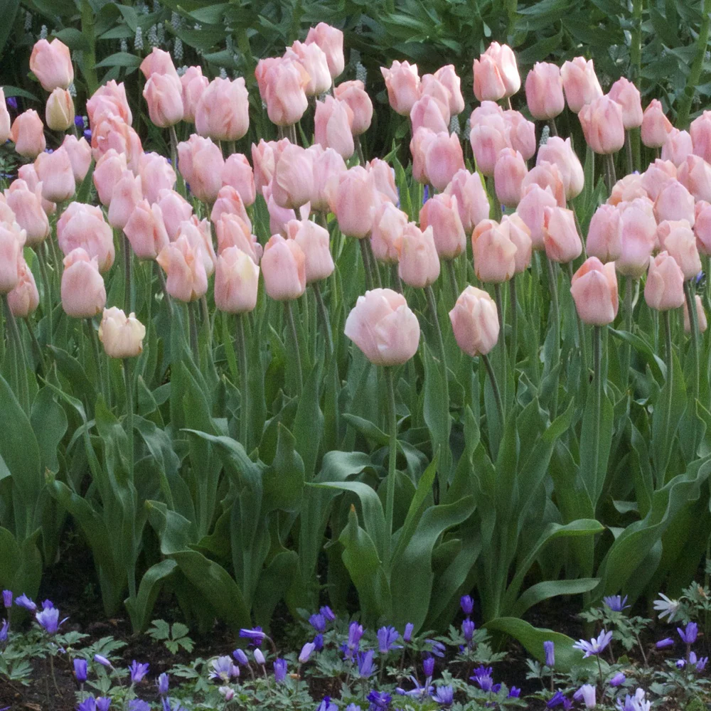 7 Tulipes Triomphe Apricot Beauty - Image 2
