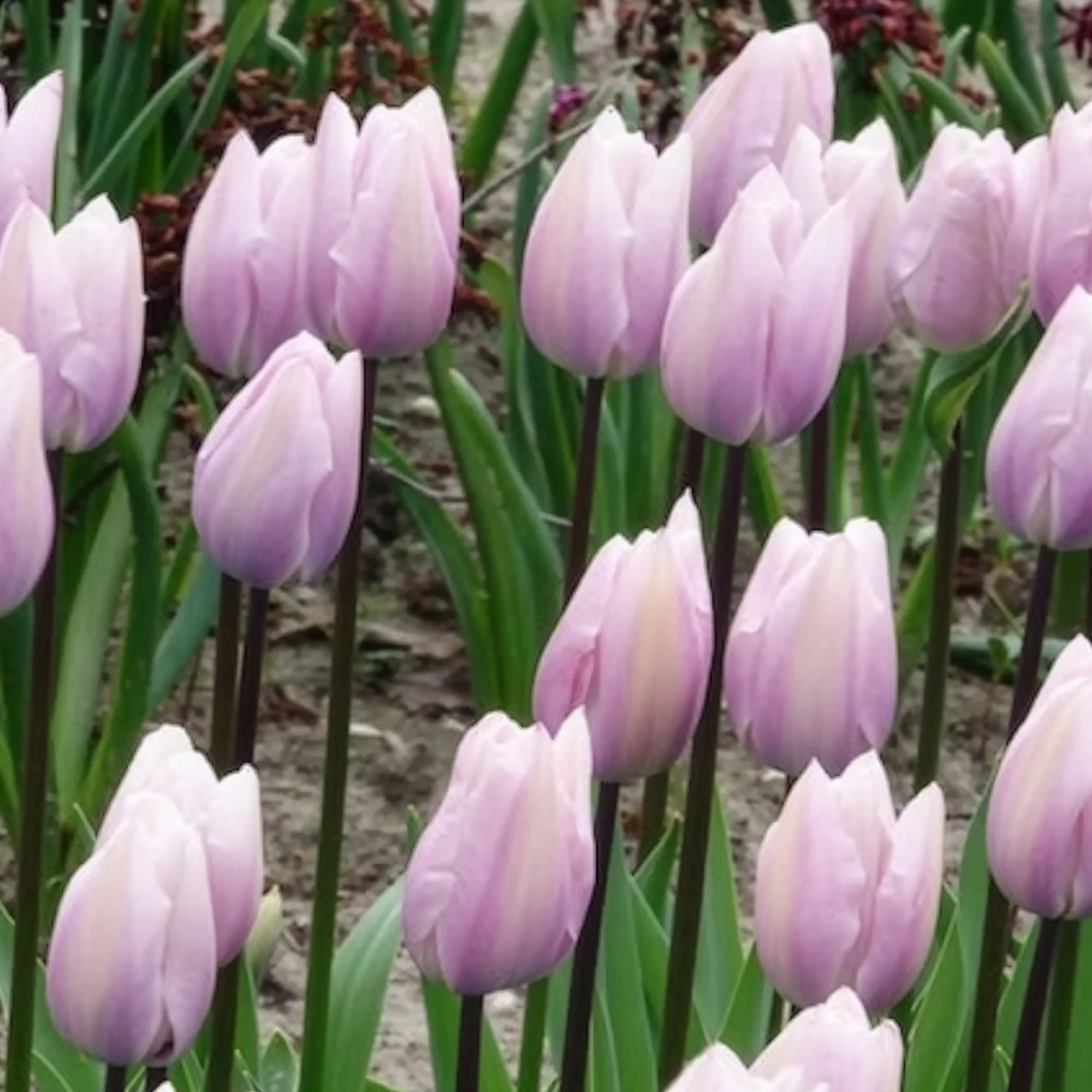 7 Tulipes Triomphe Silver Cloud - Image 2