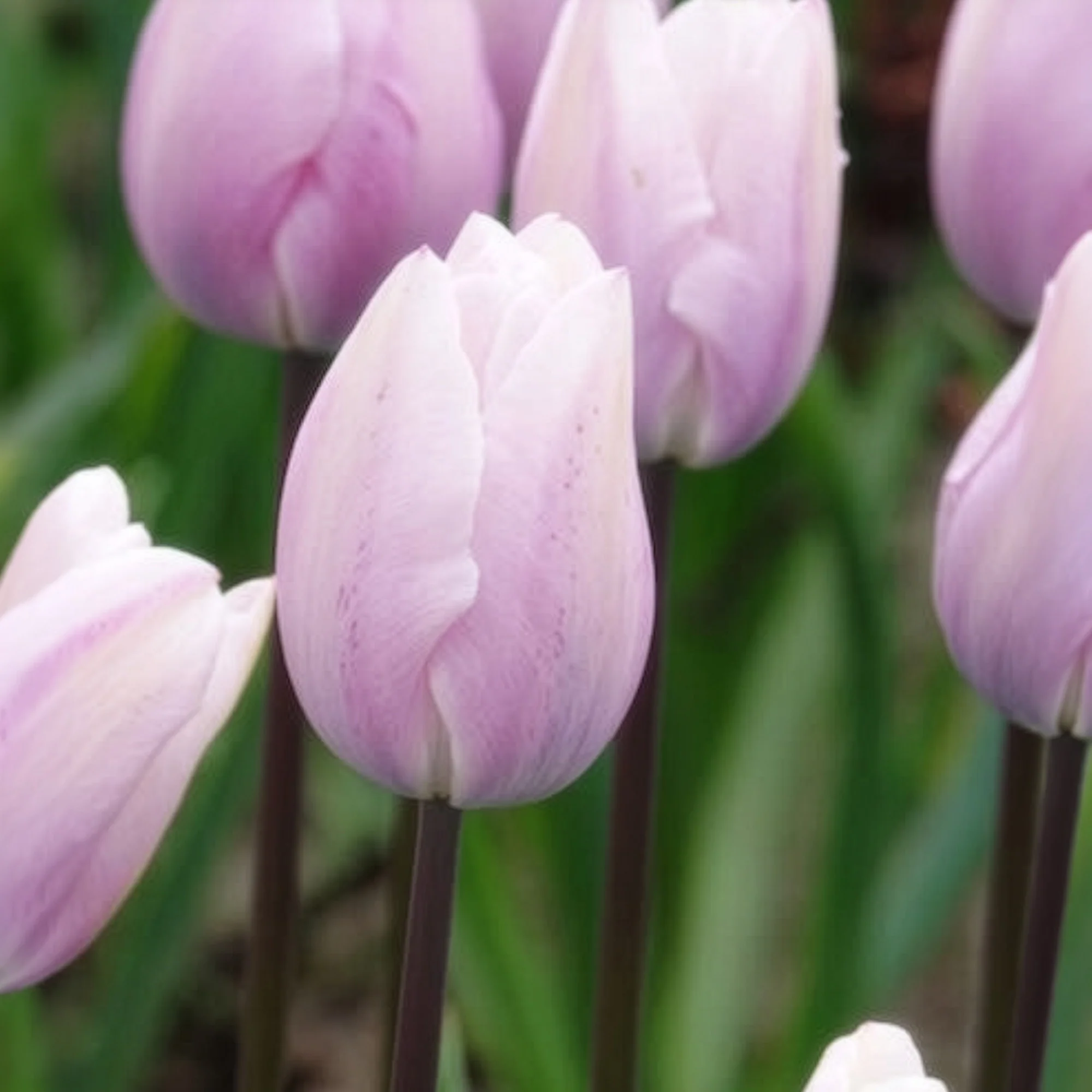 7 Tulipes Triomphe Silver Cloud - Image 3