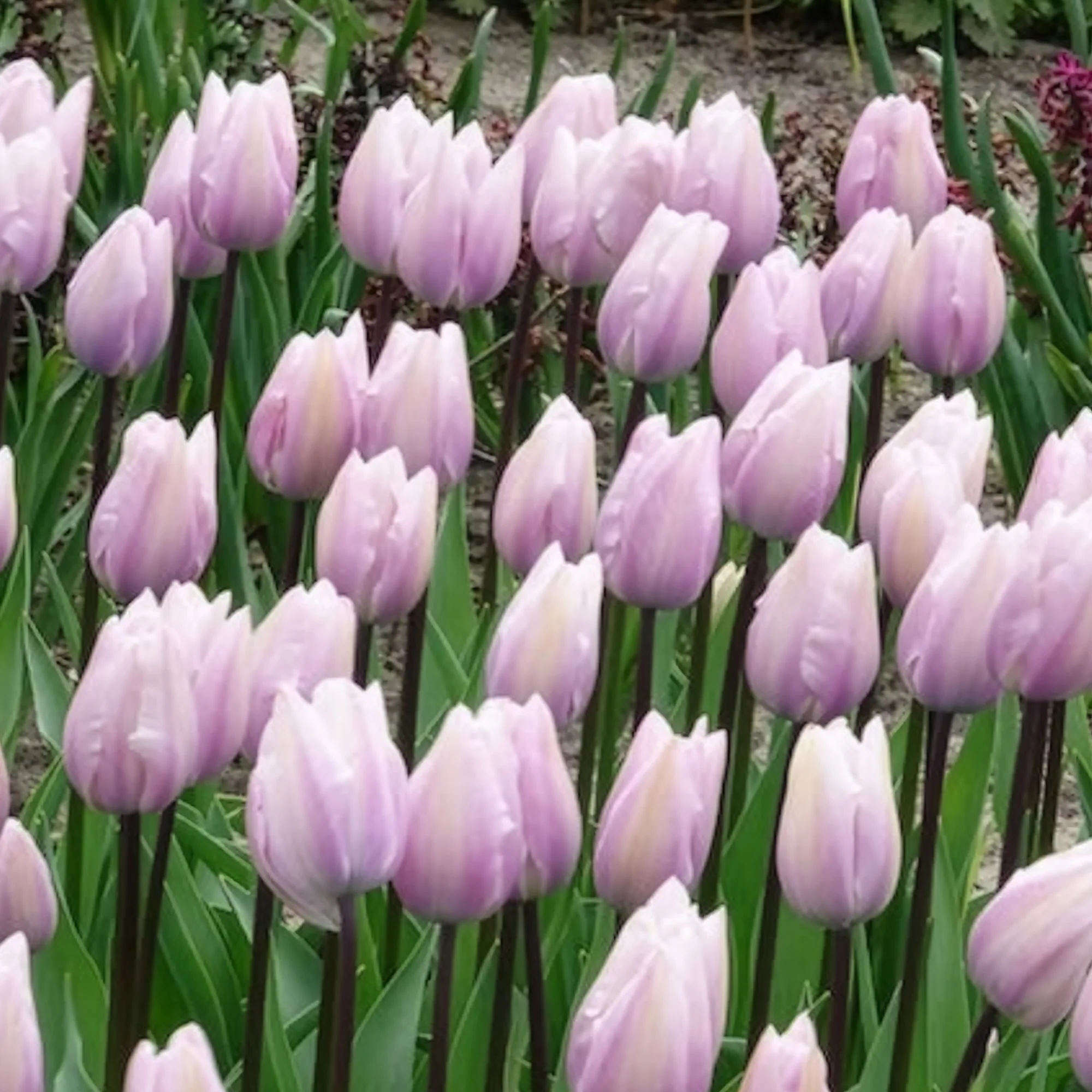 7 Tulipes Triomphe Silver Cloud - Image 4