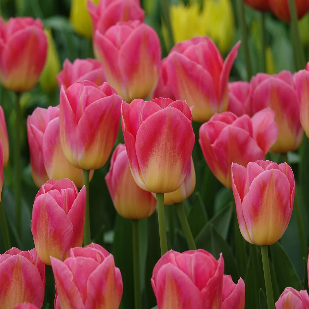 7 Tulipes Triomphe Tom Pouce - Image 2
