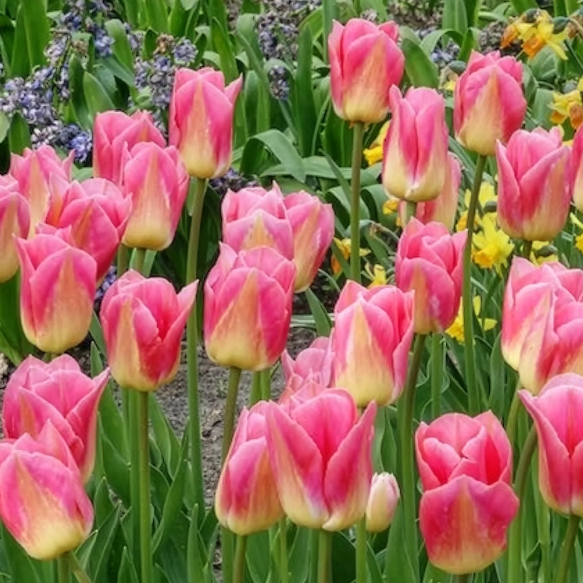 7 Tulipes Triomphe Tom Pouce - Image 4