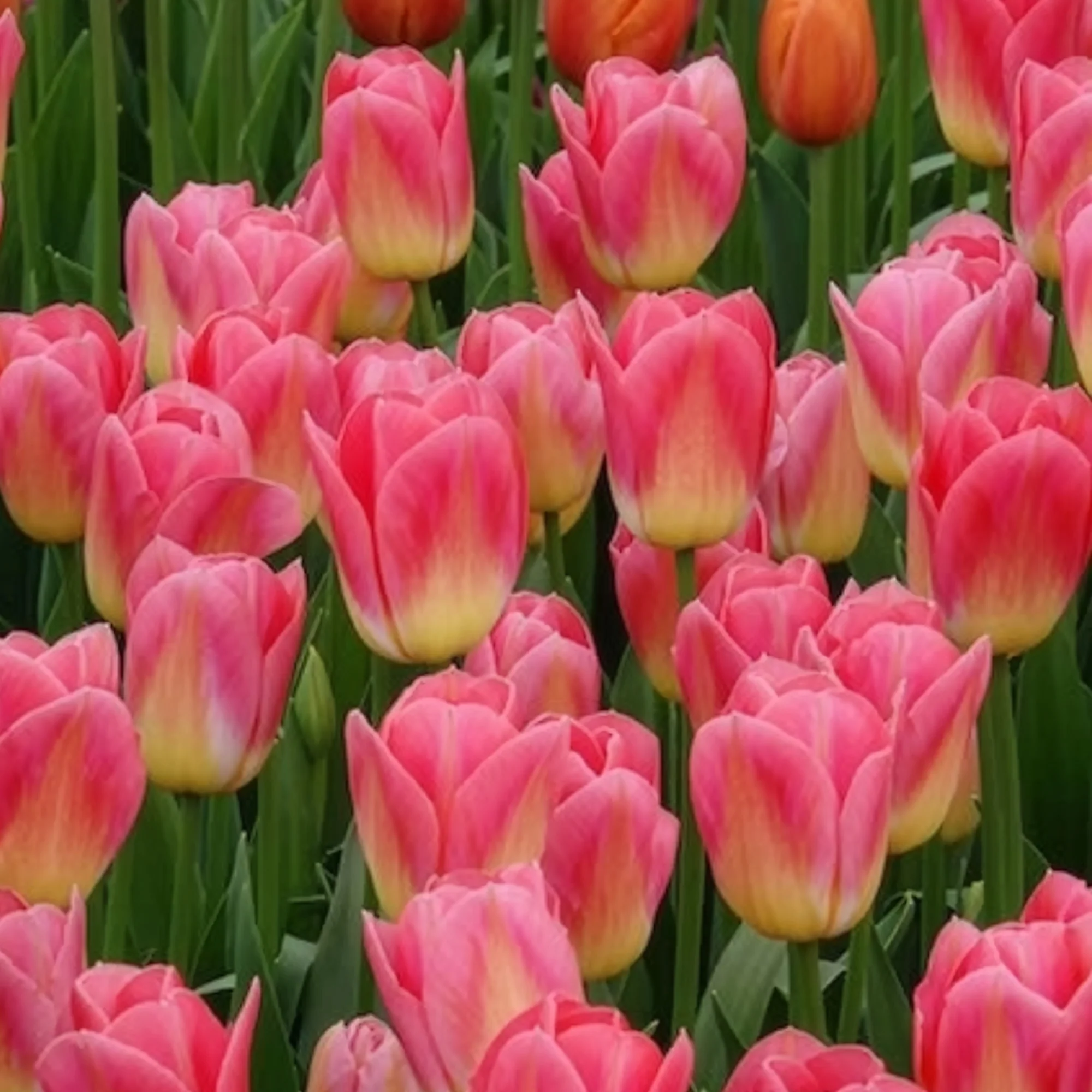 7 Tulipes Triomphe Tom Pouce - Image 5