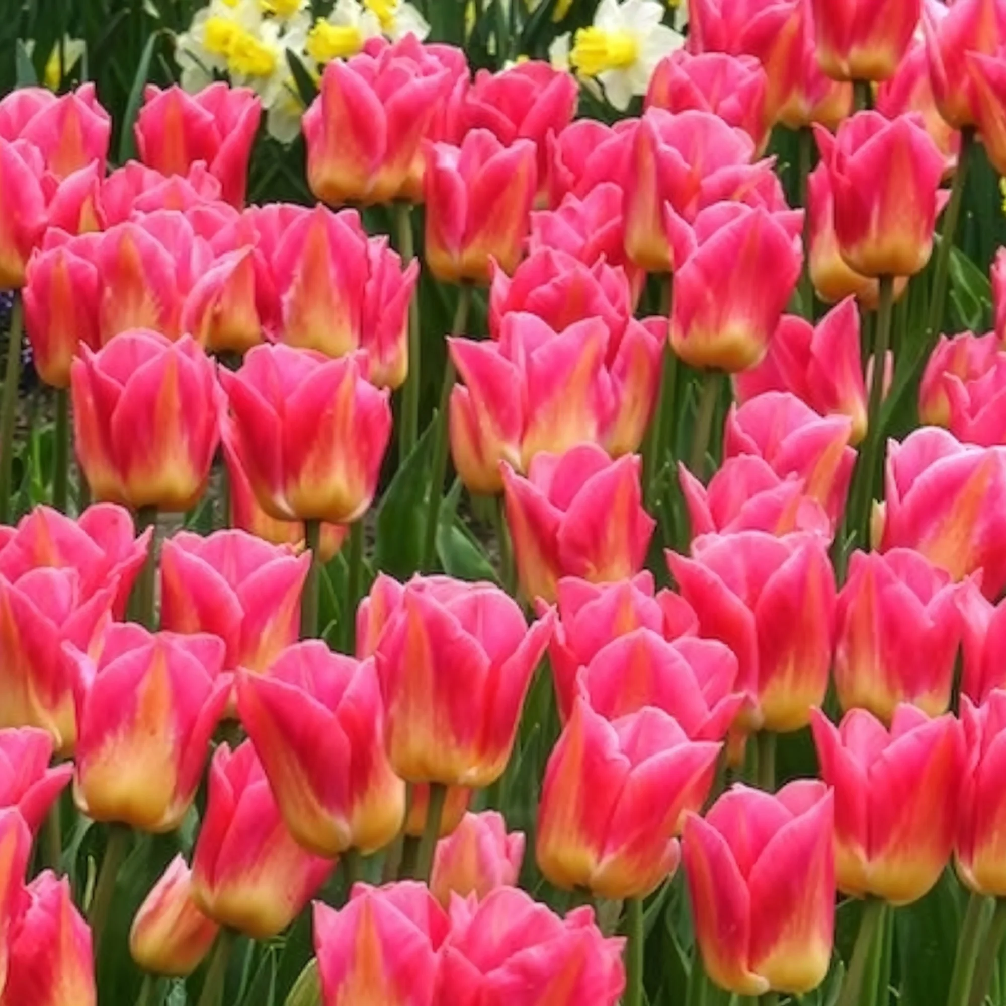7 Tulipes Triomphe Tom Pouce - Image 6