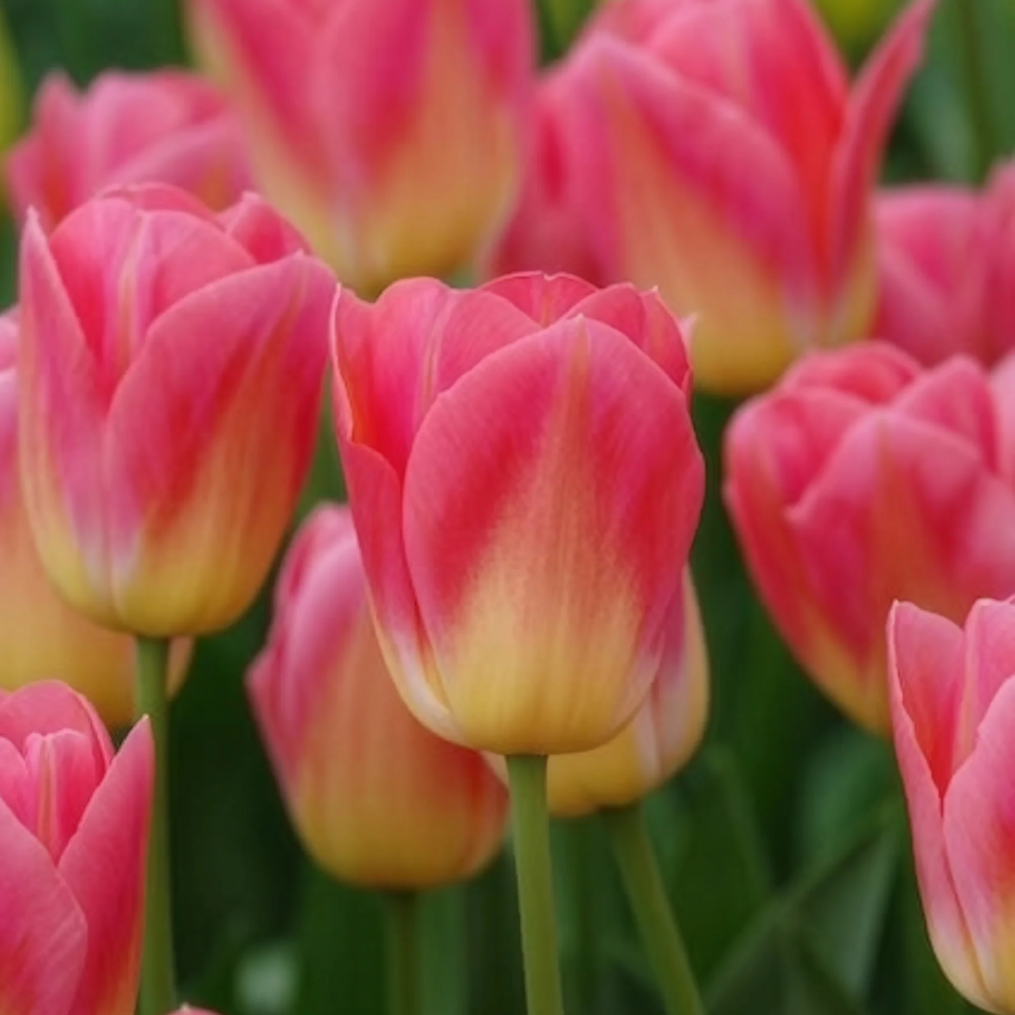 7 Tulipes Triomphe Tom Pouce - Image 7