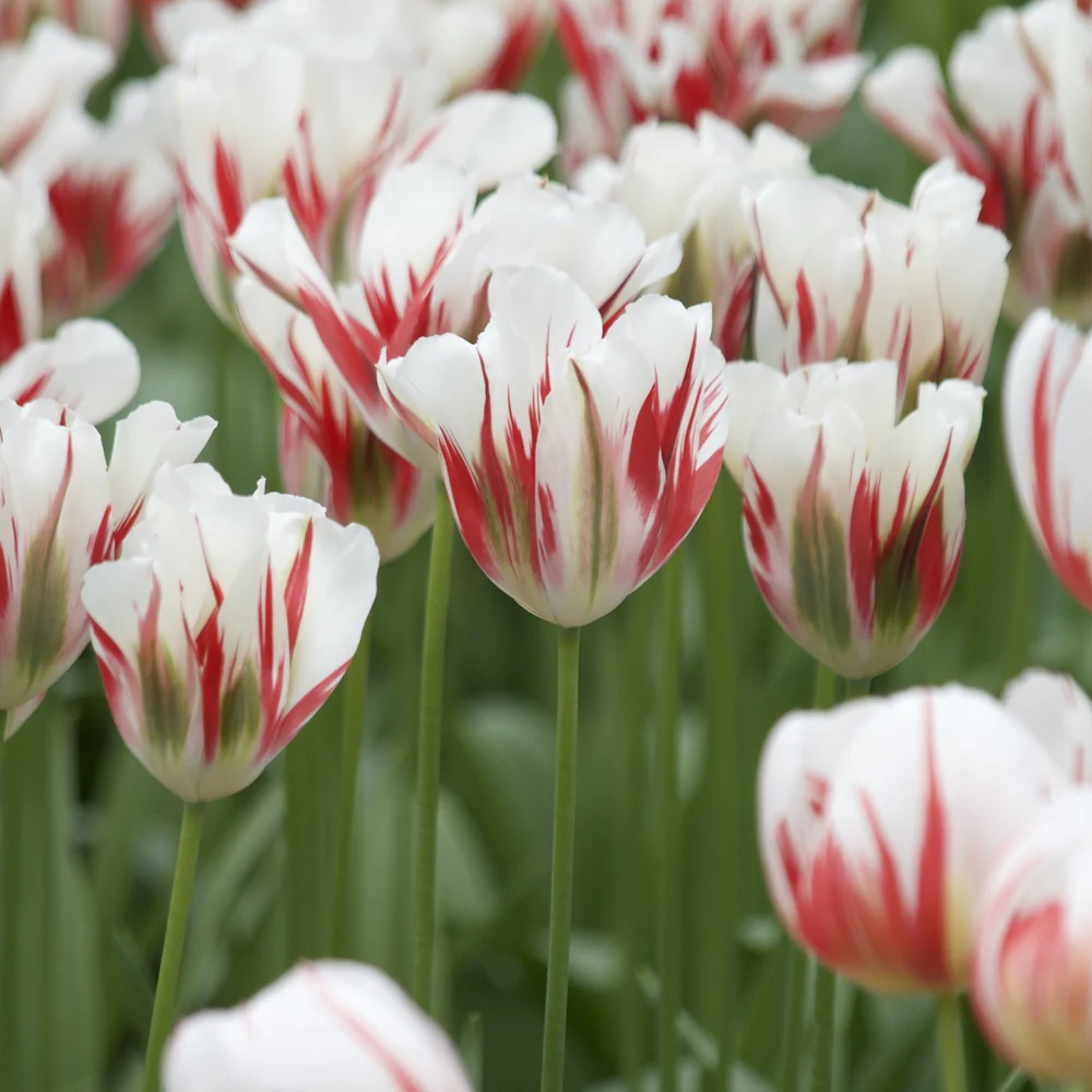 7 Tulipes Viridiflora Flaming spring green