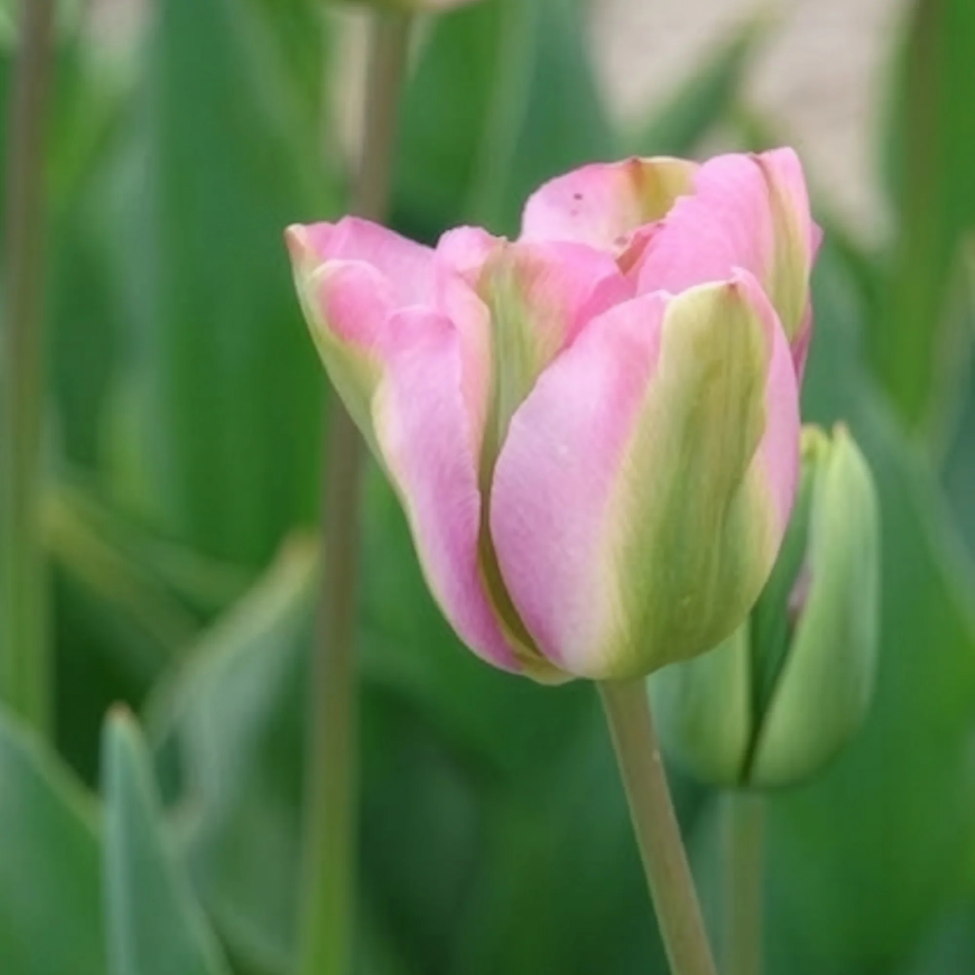 7 Tulipes Viridiflora Groenland - Image 4