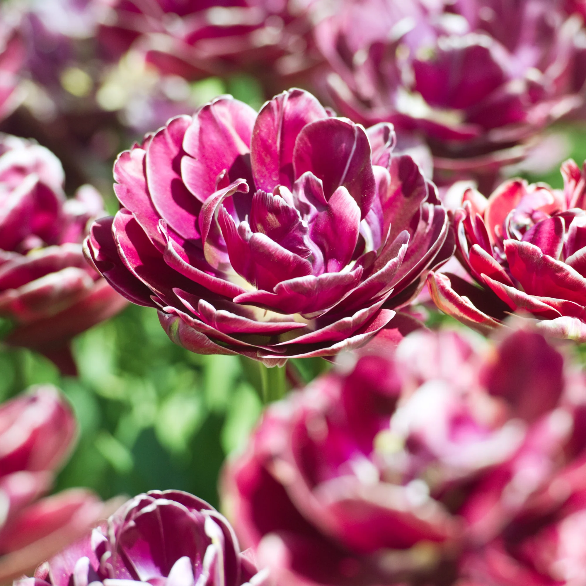 7 Tulipes à fleurs de pivoine Dream Touch