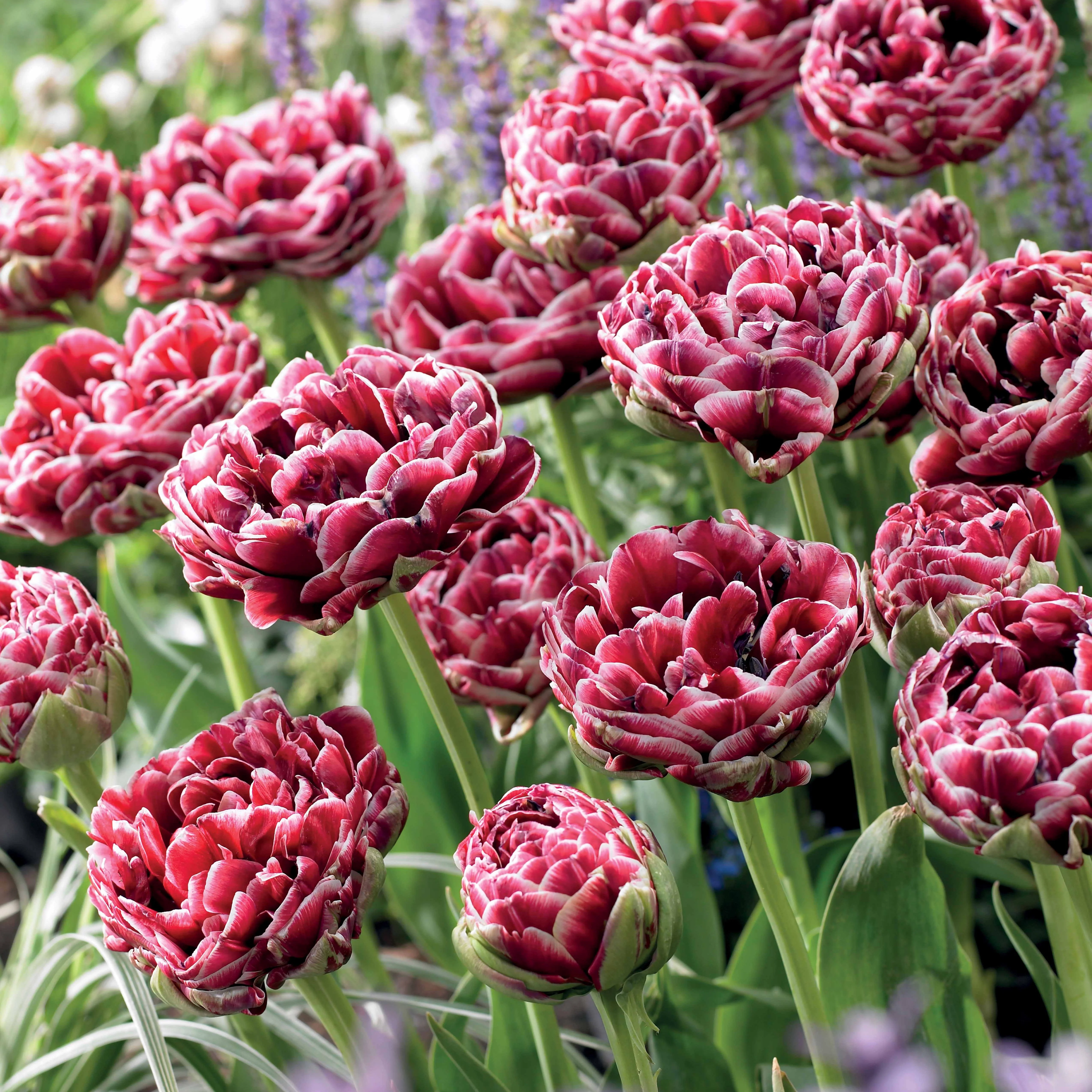 7 Tulipes à fleurs de pivoine Dream Touch - Image 2