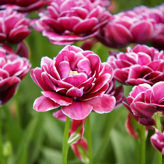 7 Tulipes à fleurs de pivoine Dream Touch - Image 3