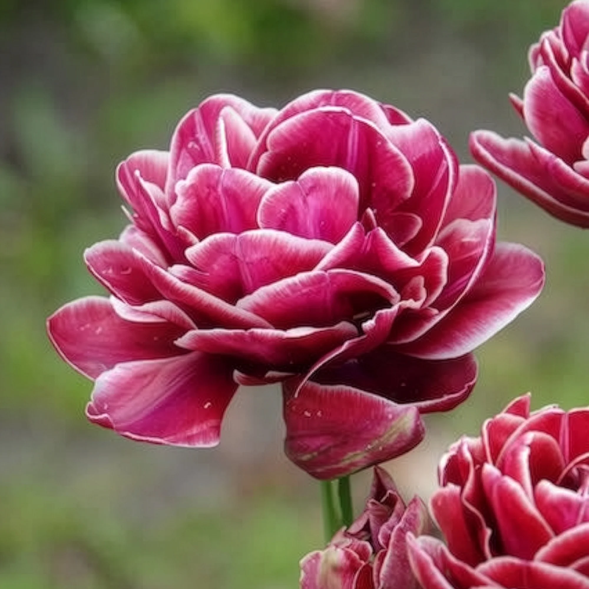 7 Tulipes à fleurs de pivoine Dream Touch - Image 4