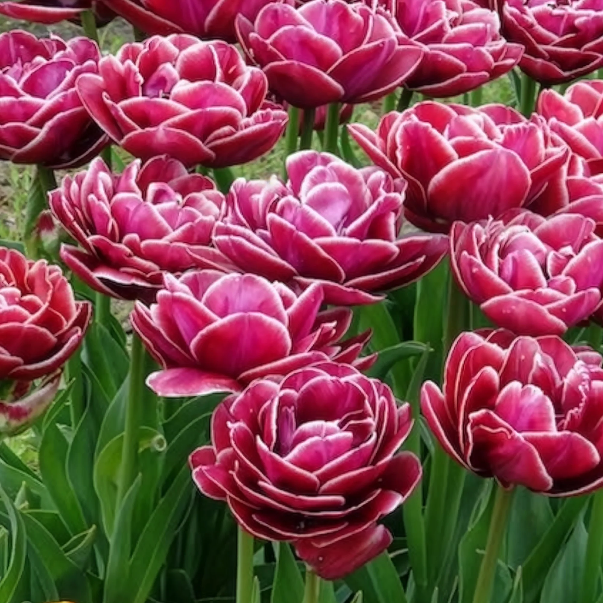 7 Tulipes à fleurs de pivoine Dream Touch - Image 6