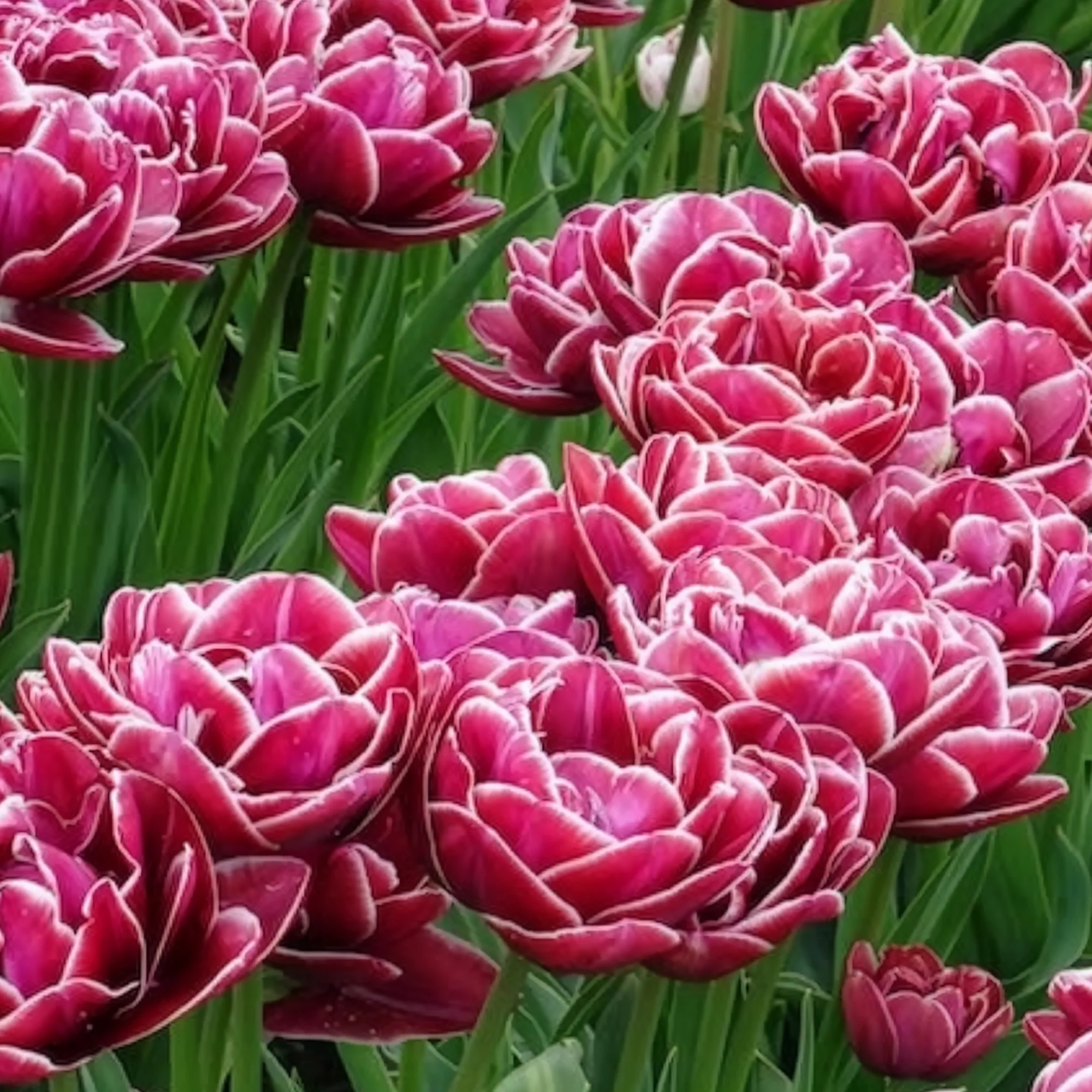 7 Tulipes à fleurs de pivoine Dream Touch - Image 7