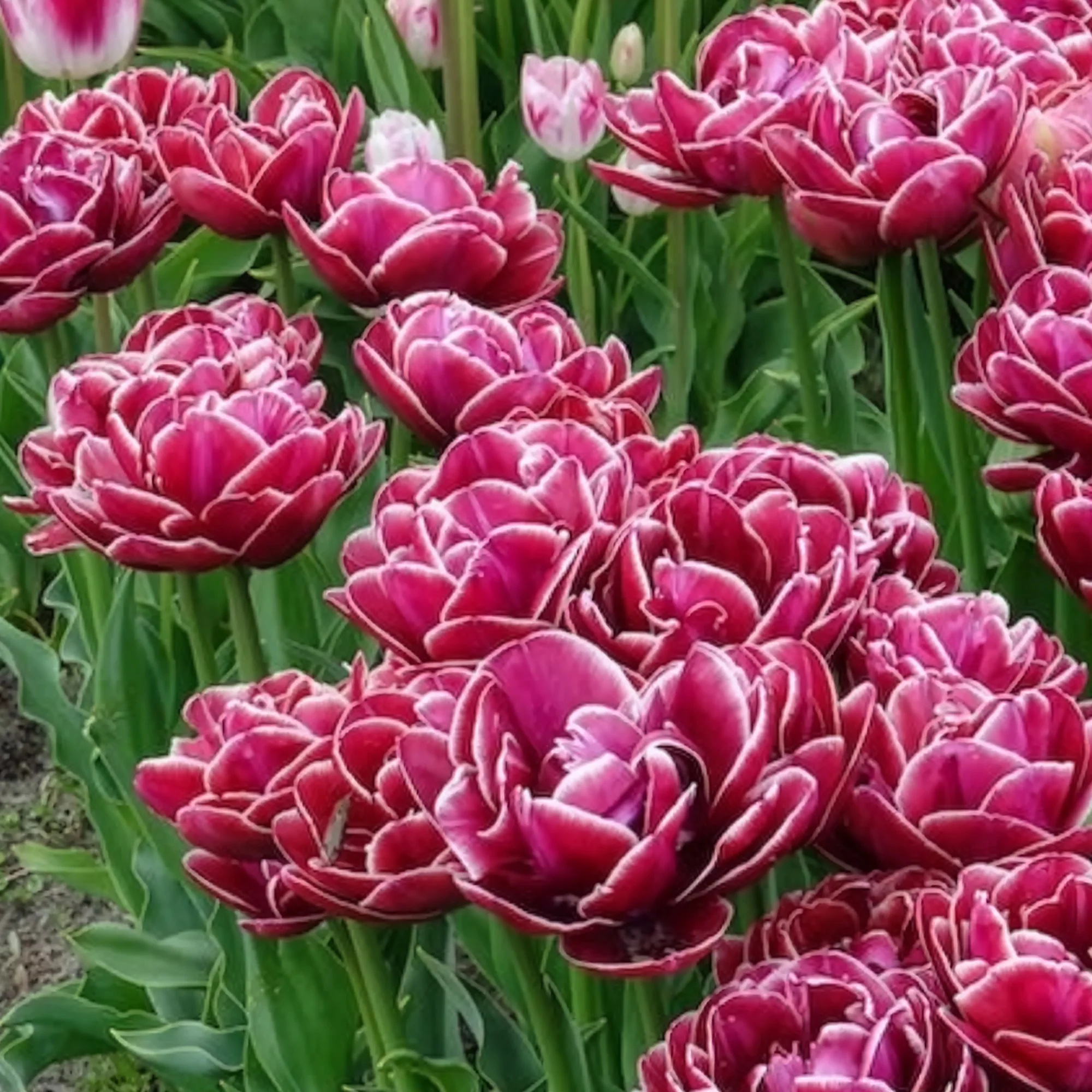 7 Tulipes à fleurs de pivoine Dream Touch - Image 8