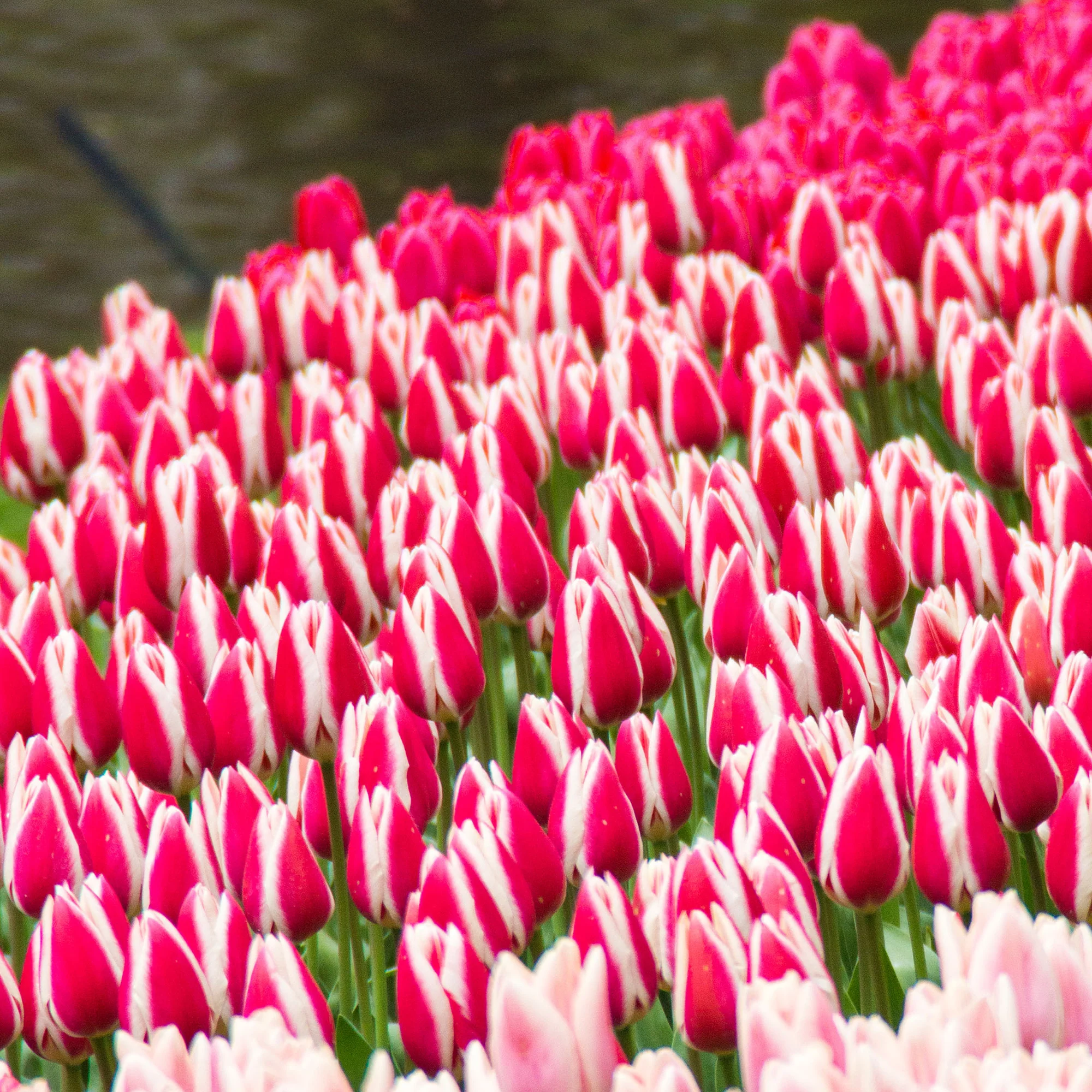 8 Tulipes Darwin Candy Apple Delight