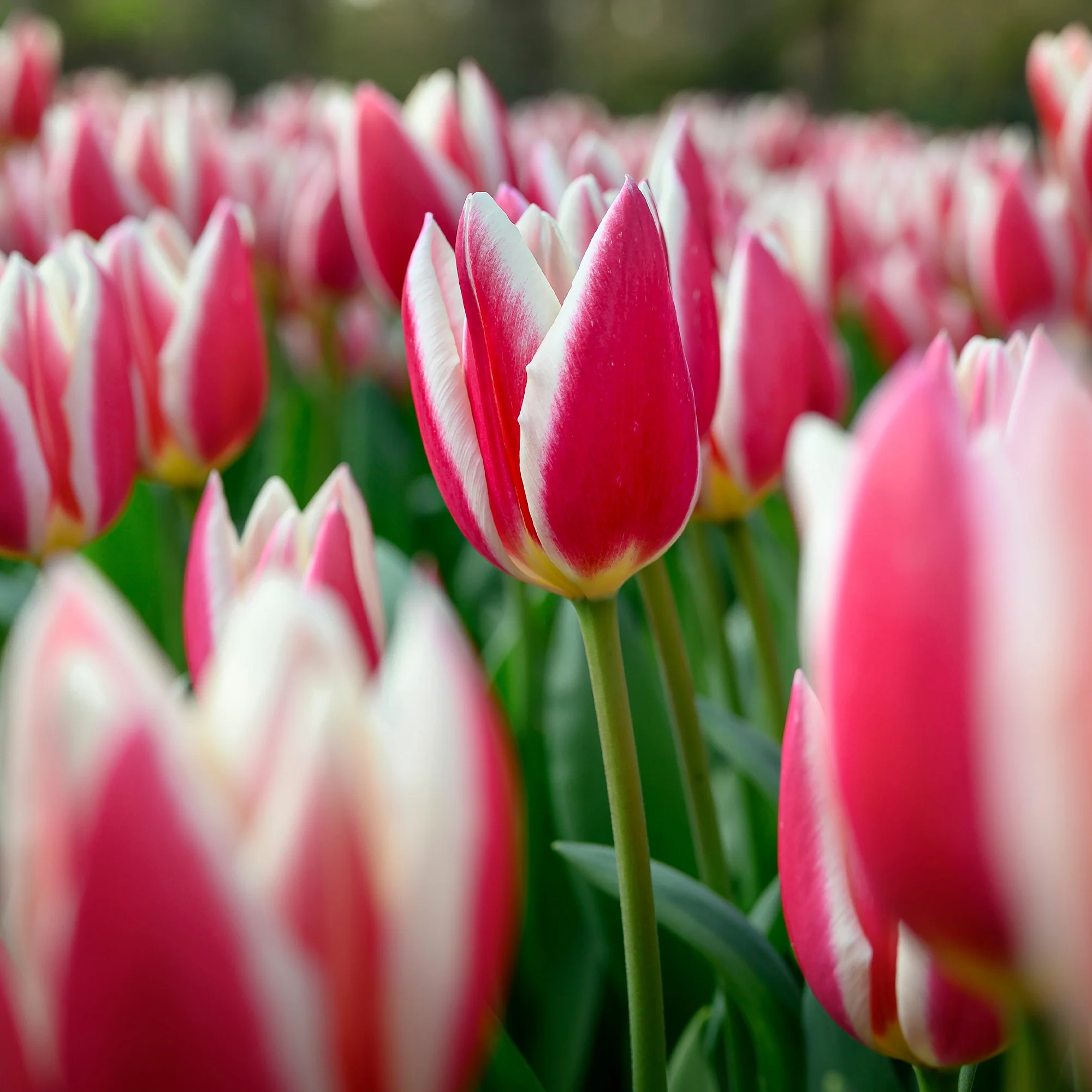 8 Tulipes Darwin Candy Apple Delight - Image 2