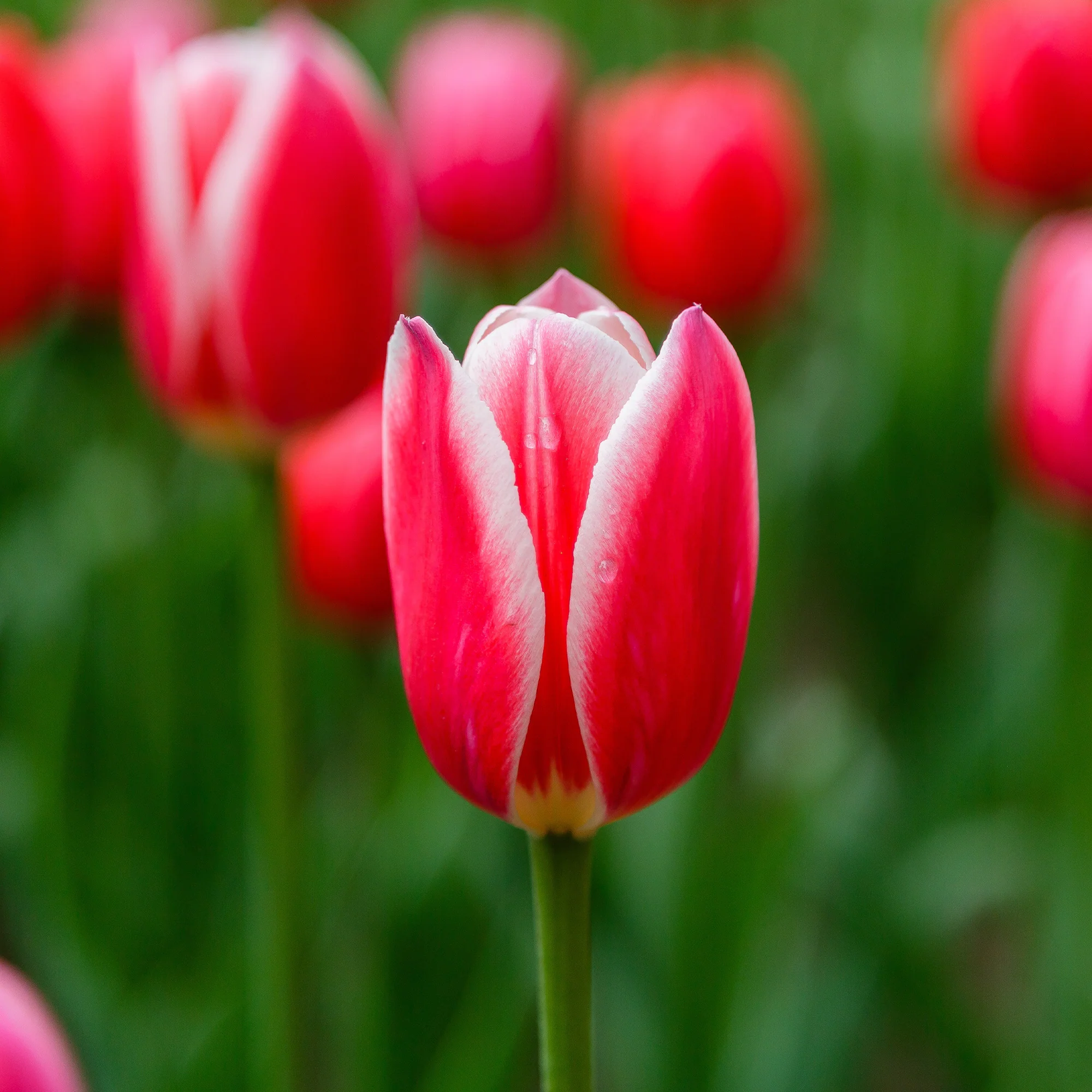 8 Tulipes Darwin Candy Apple Delight - Image 3