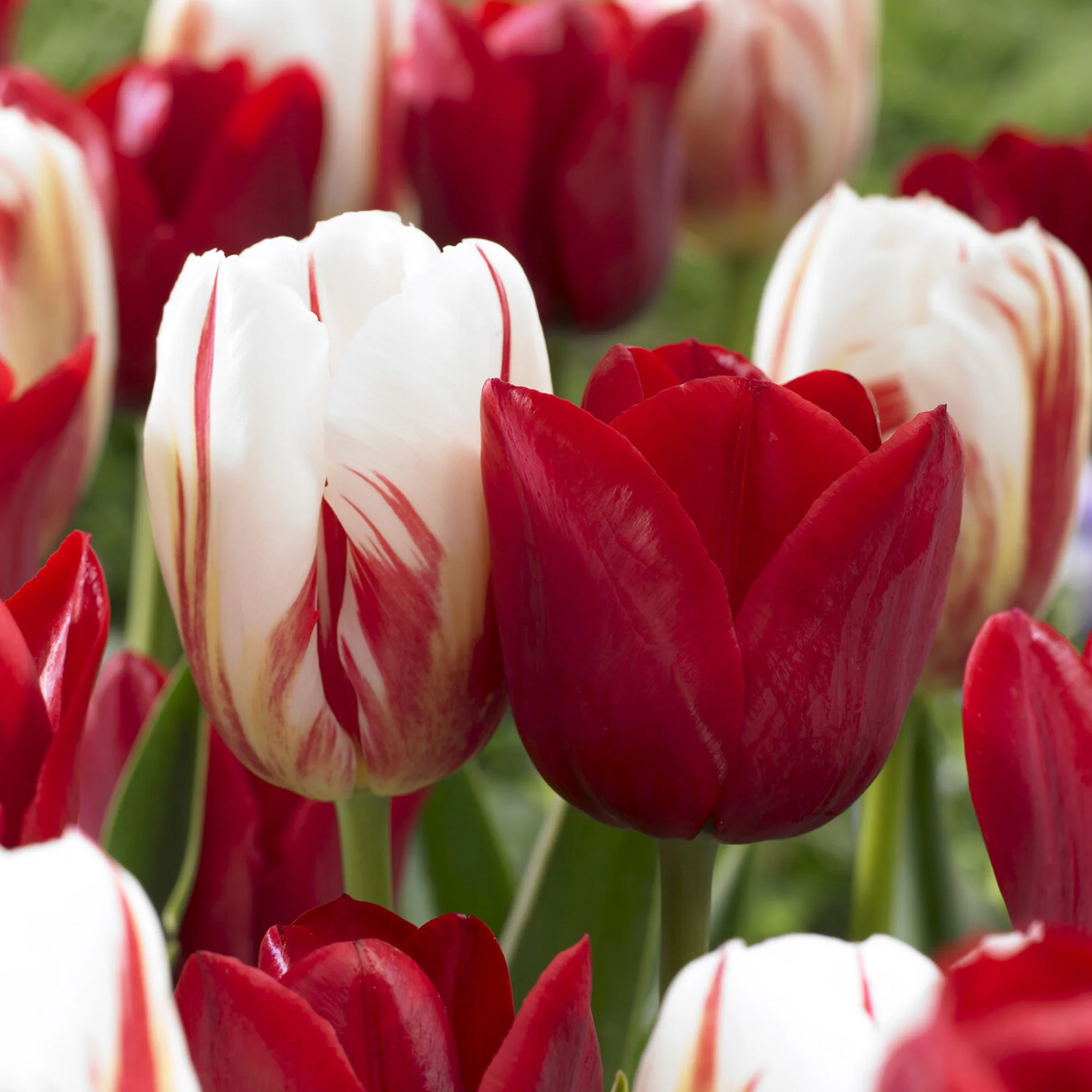 8 Tulipes Love Circle