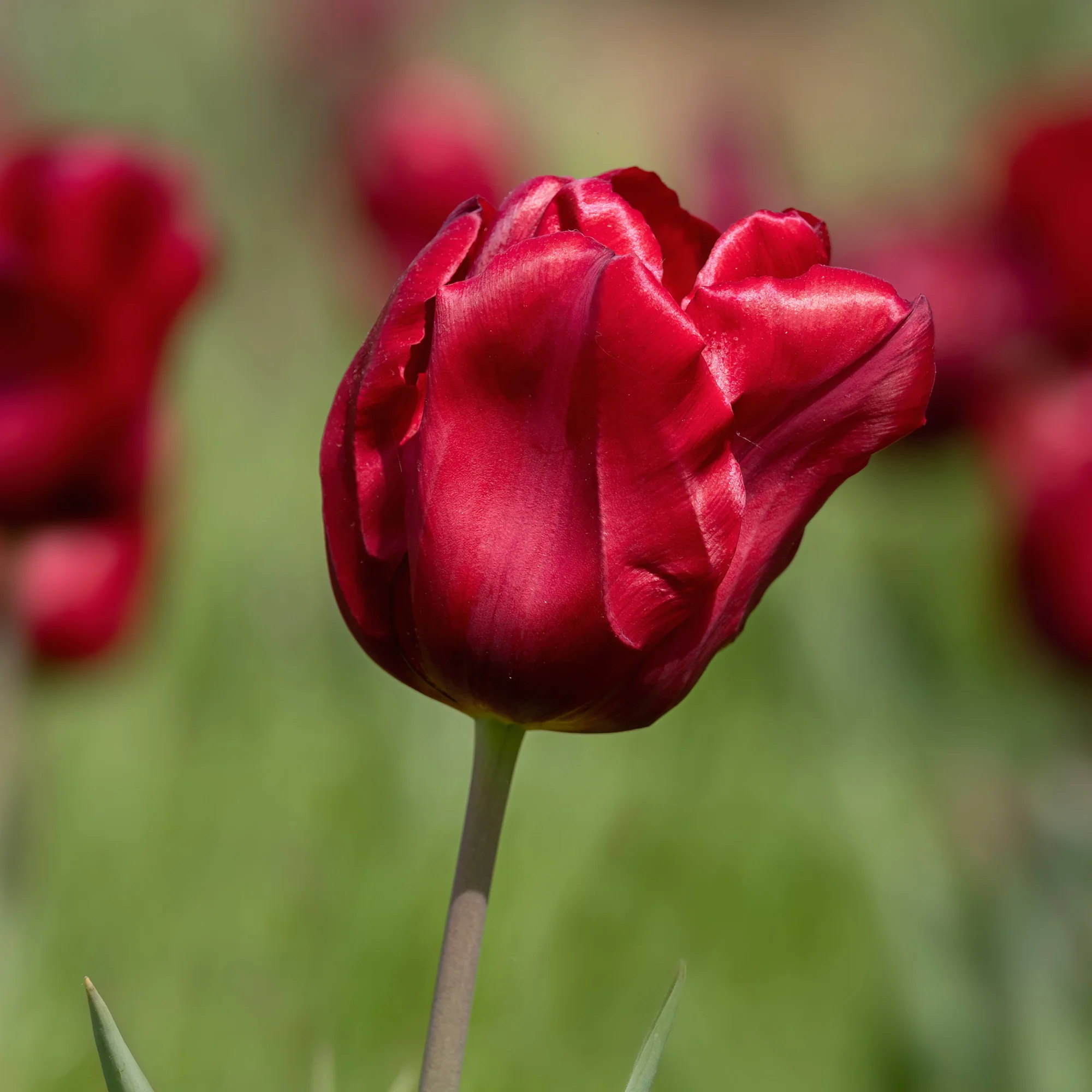 8 Tulipes Love Circle - Image 2
