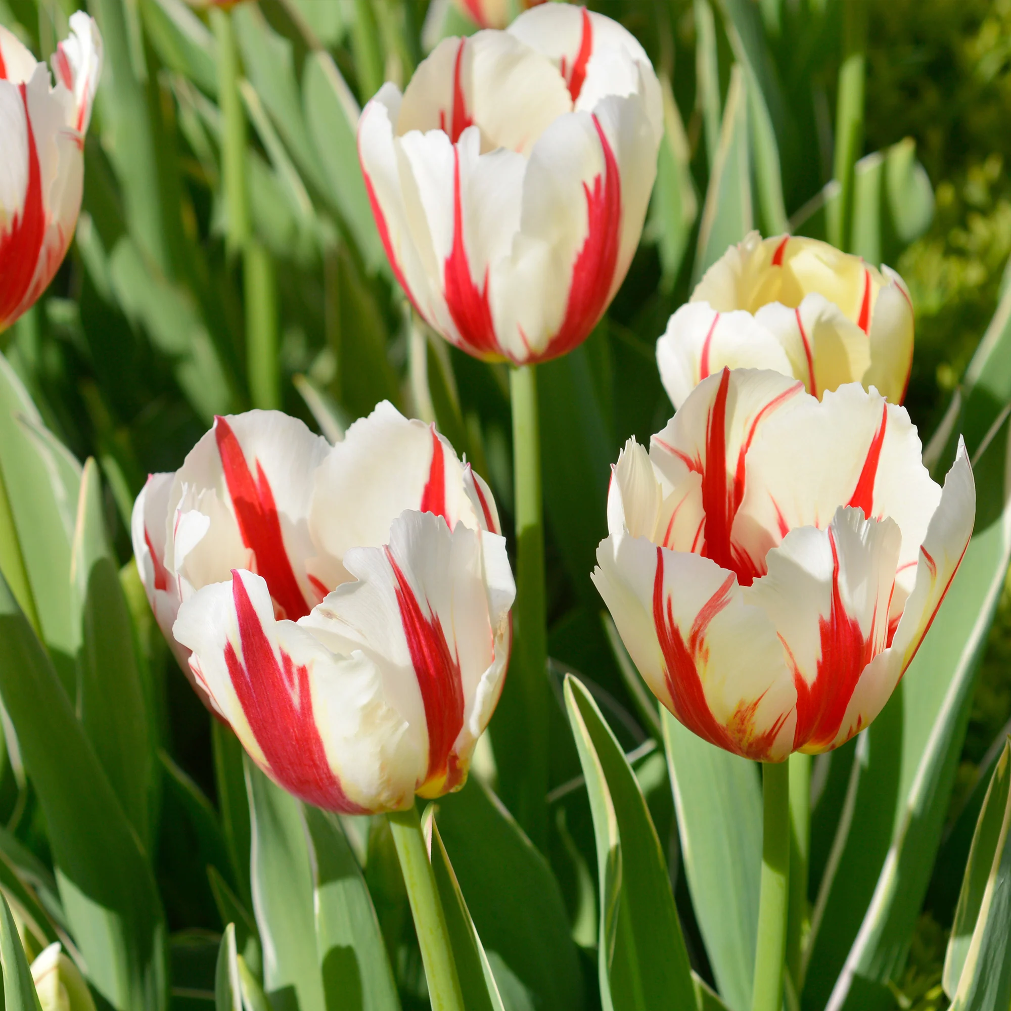 8 Tulipes Love Circle - Image 3
