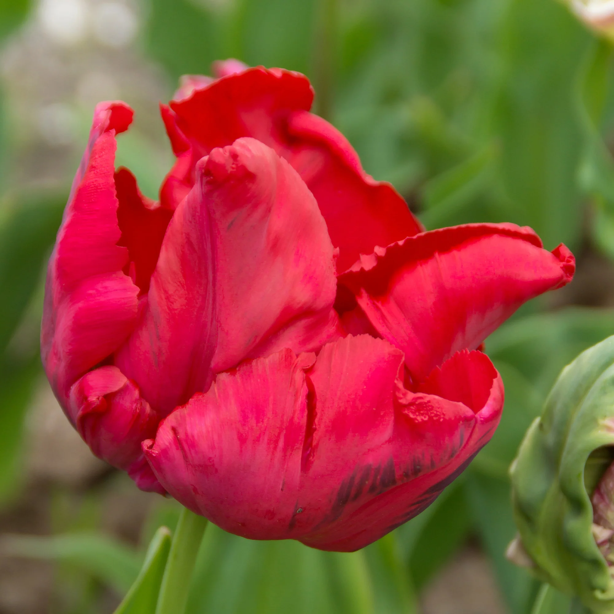 8 Tulipes perroquets Red Madona