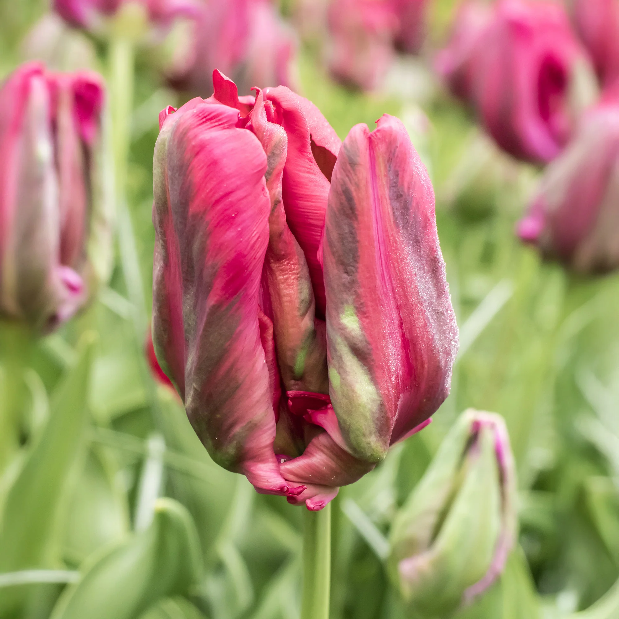 8 Tulipes perroquets Red Madona - Image 2