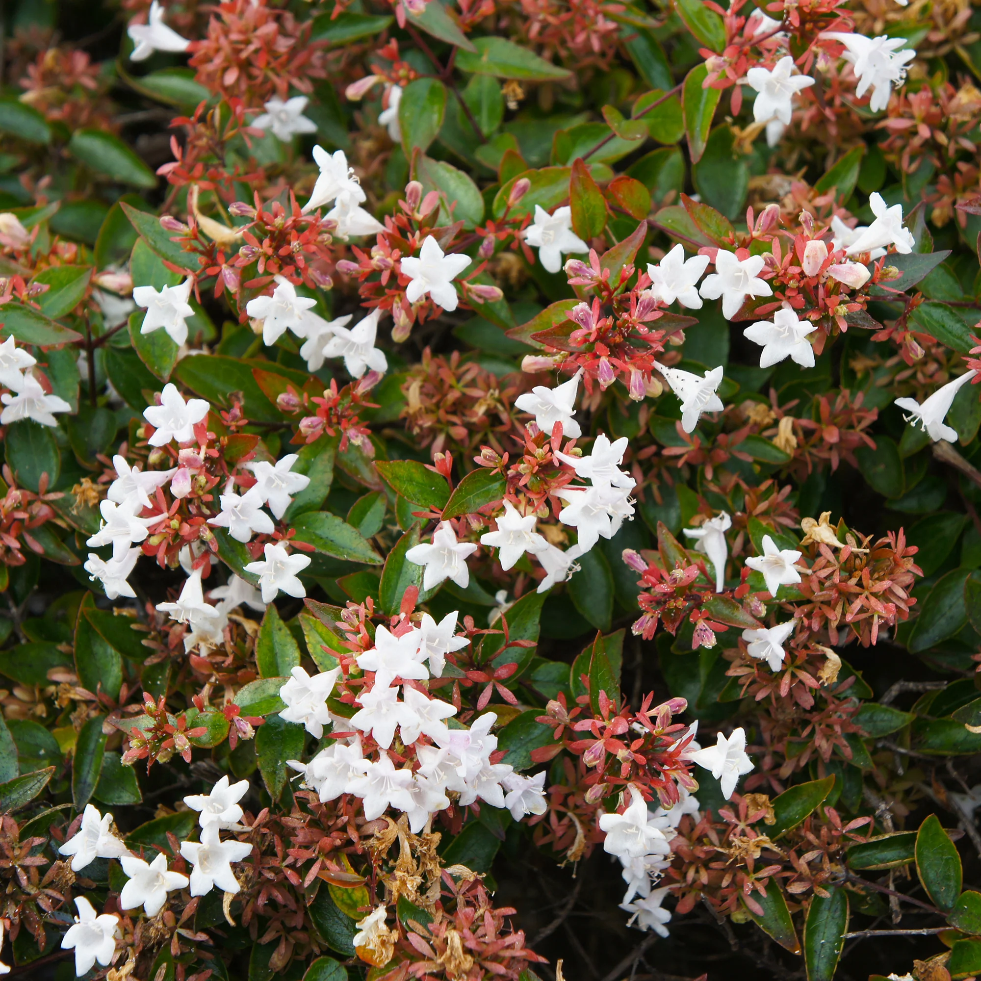 Abélia à grandes fleurs - Image 3