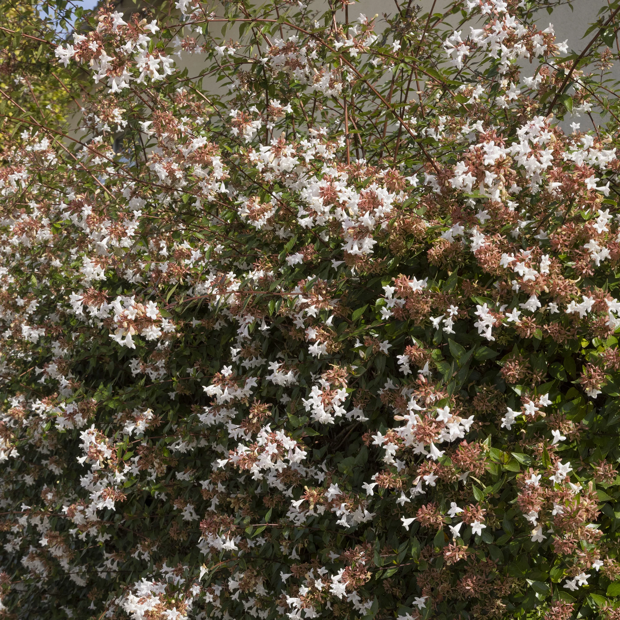 Abélia à grandes fleurs Pisto - Image 2