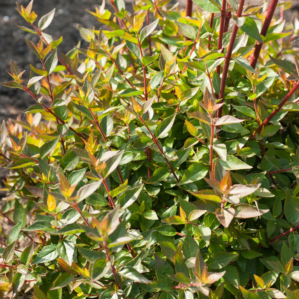 Abélia à grandes fleurs Sherwood - Image 3