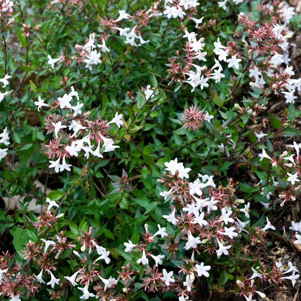 Abélia à grandes fleurs Sherwood - Image 4