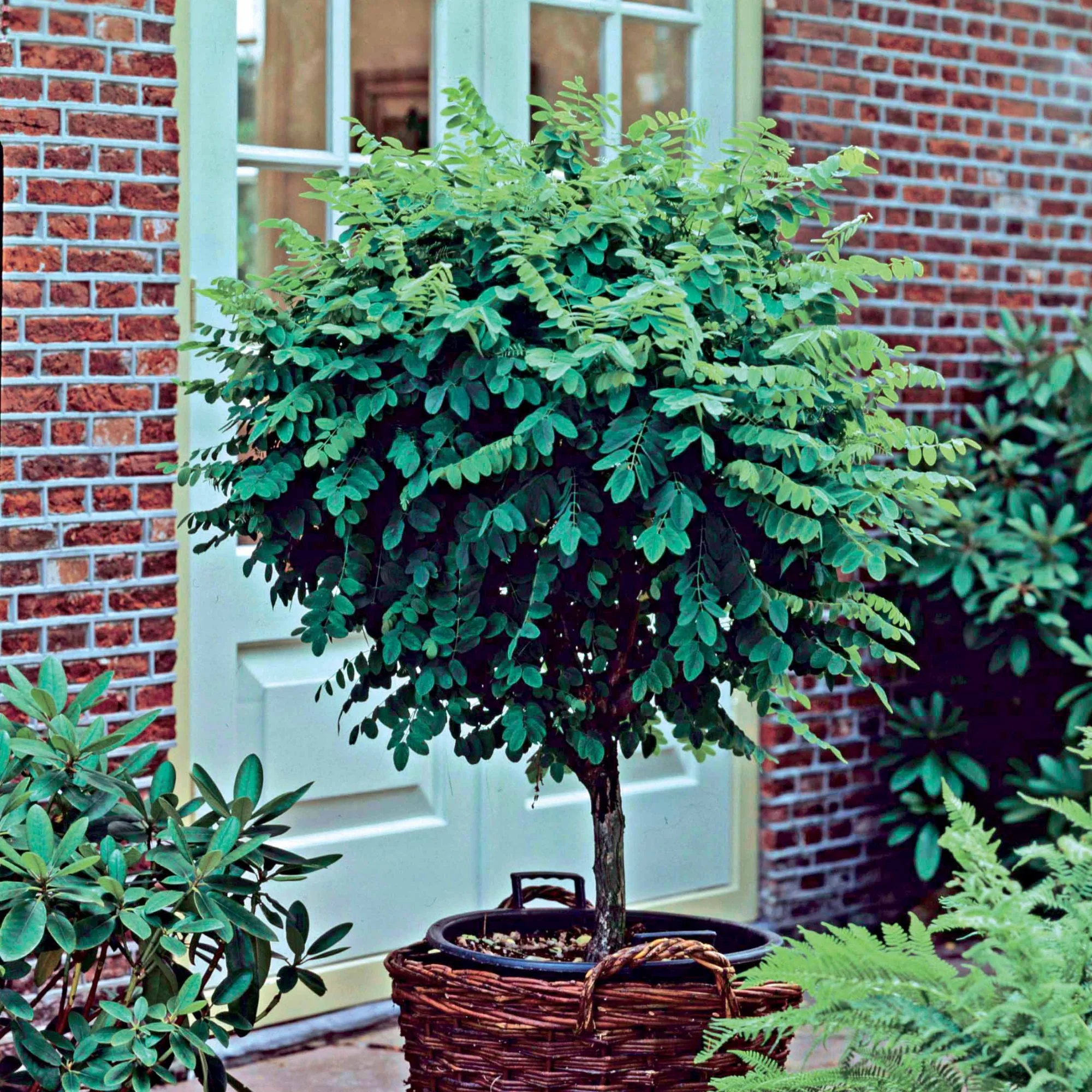 Acacia boule sur tige - Image 2