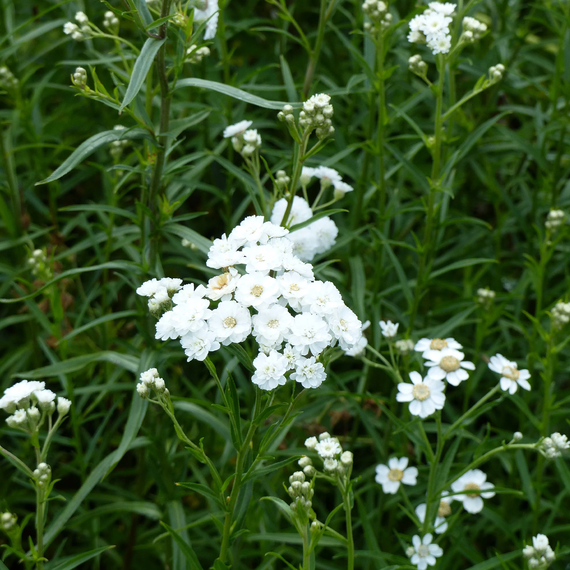 Achillea ptarmica The Pearl
