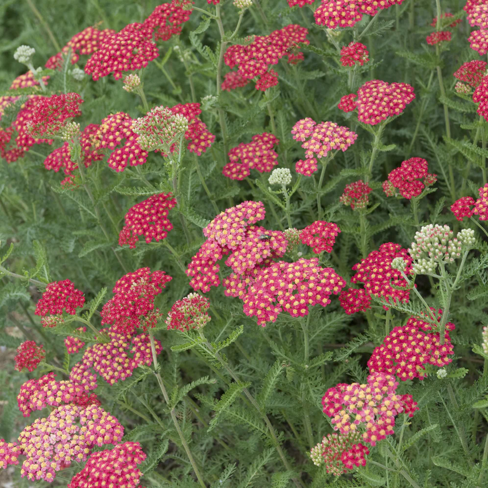 Achillée millefeuille Cerise Queen - Image 3