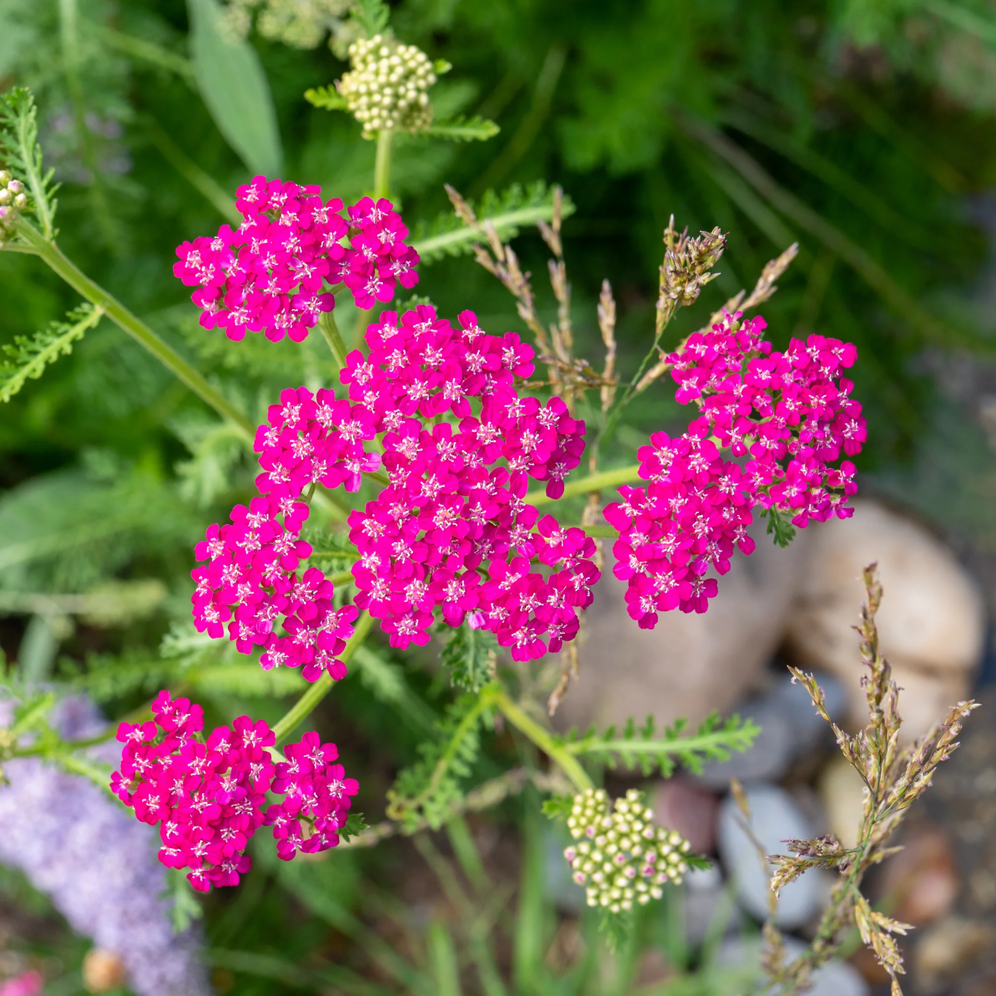 Achillée millefeuille Cerise Queen - Image 4
