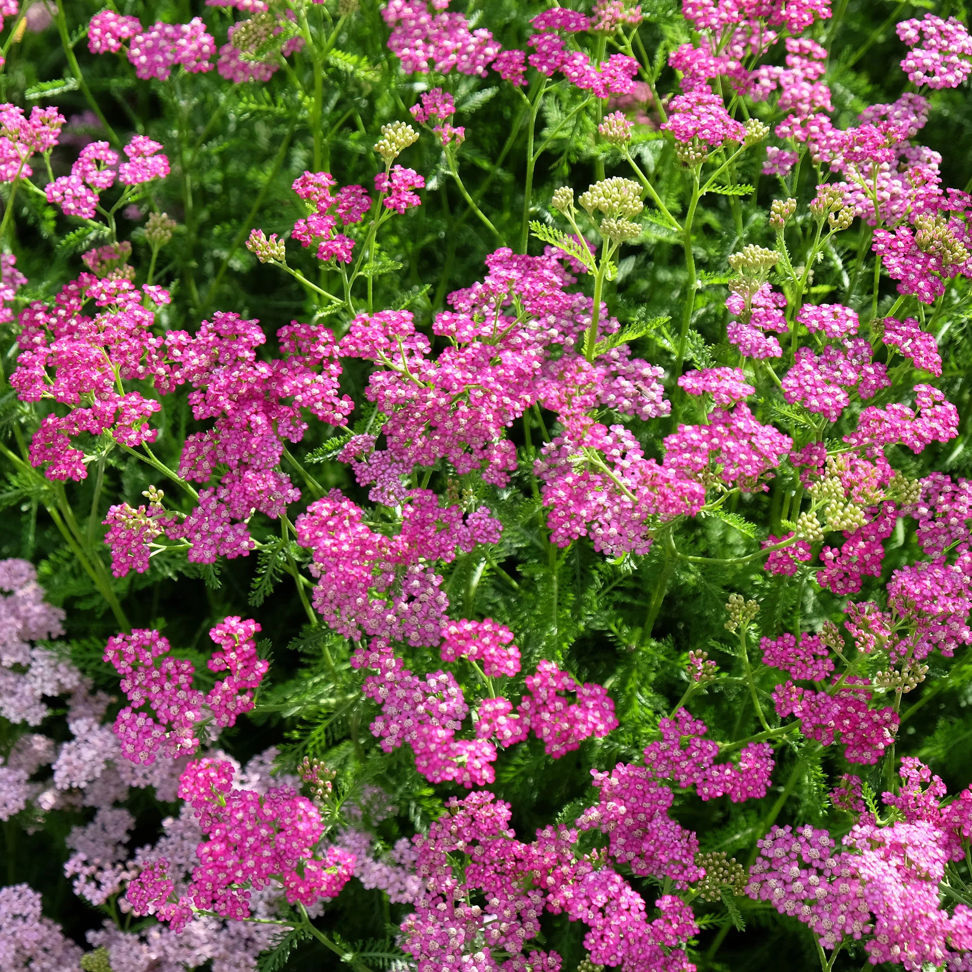 Achillée millefeuille Mily Rock - Image 4
