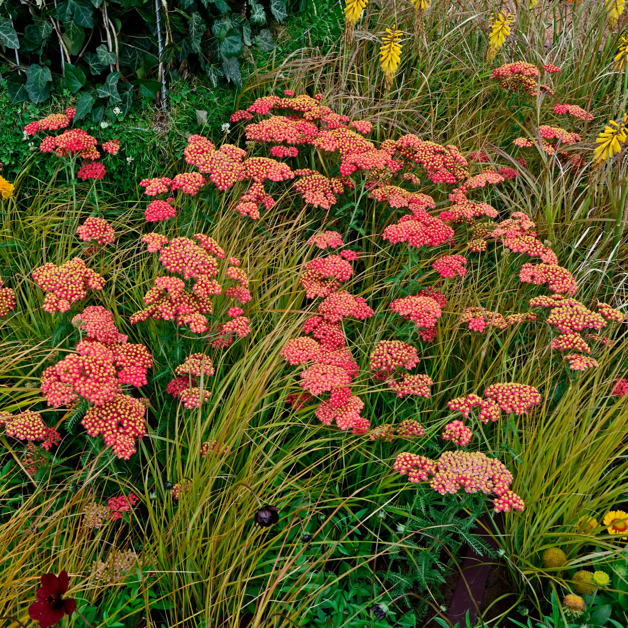Achillée millefeuille Paprika - Image 3