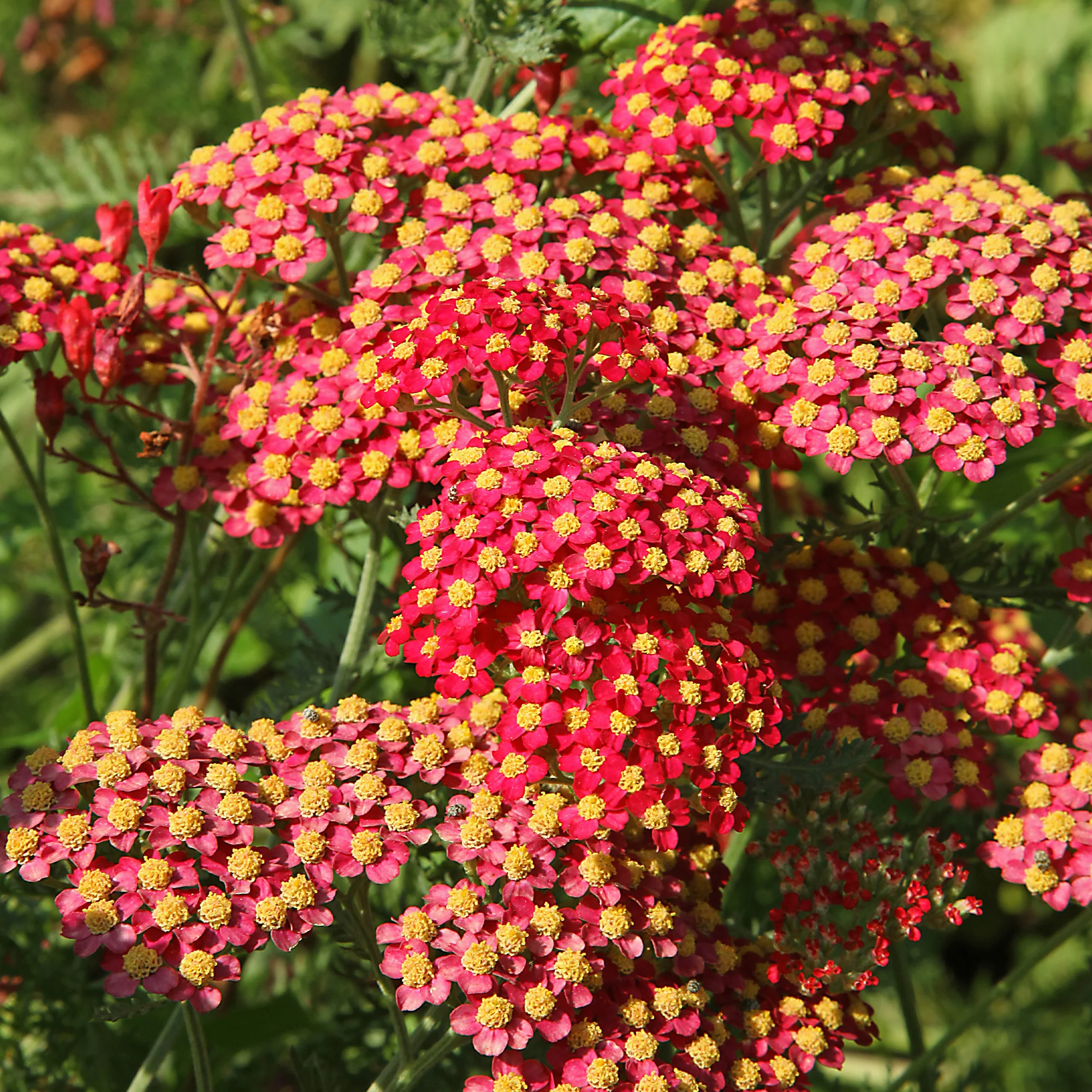 Achillée millefeuille Paprika - Image 4