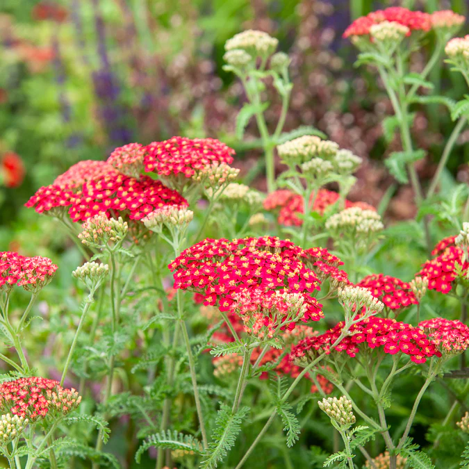 Achillée millefeuille Paprika - Image 6