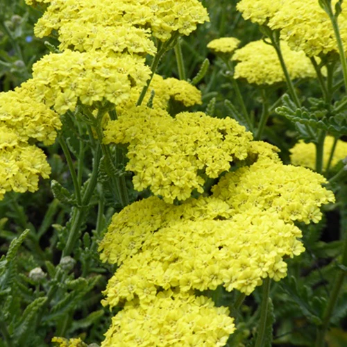 Achillée Taygetea