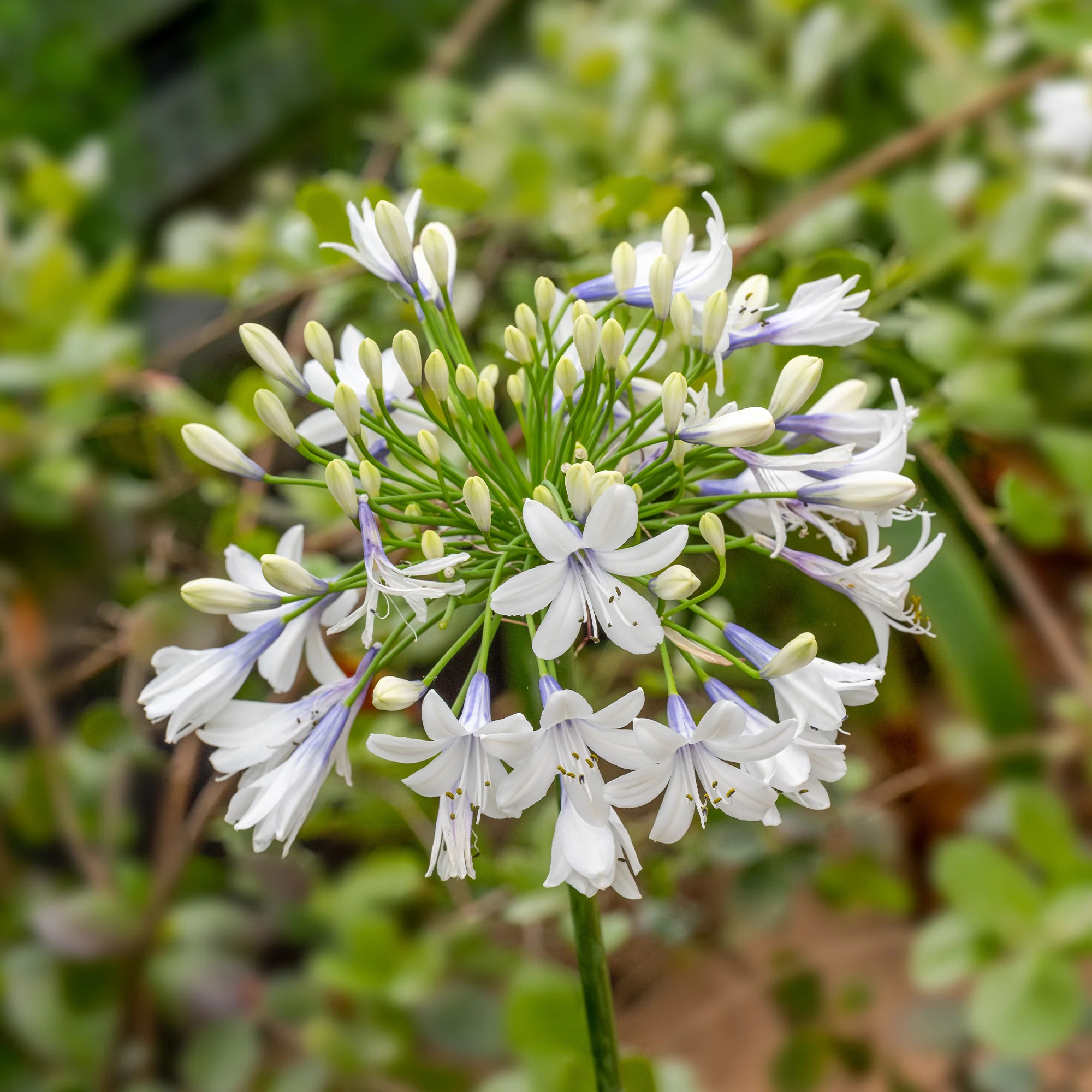 Agapanthe à grandes fleurs Queen Mum - Image 2