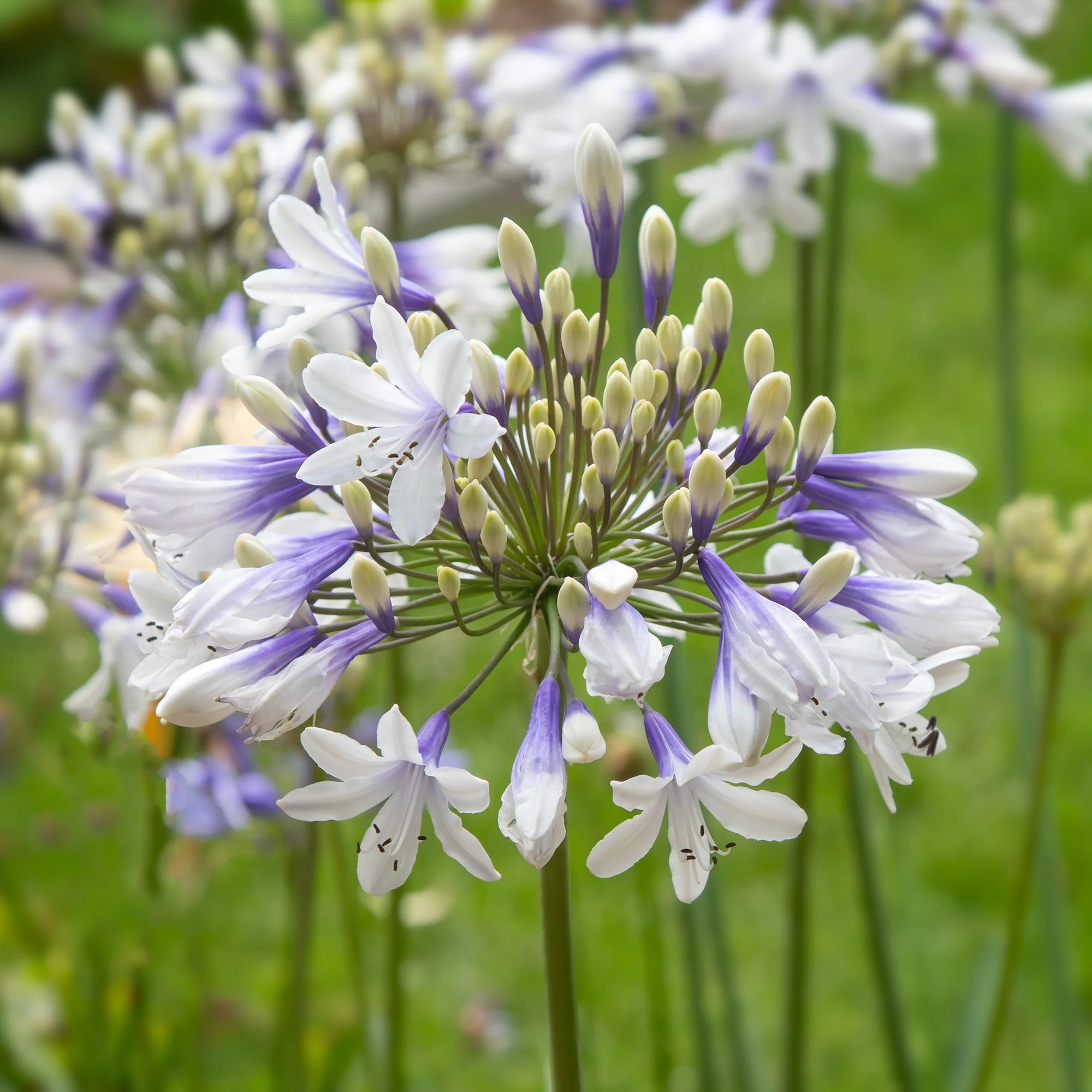 Agapanthe à grandes fleurs Queen Mum - Image 3