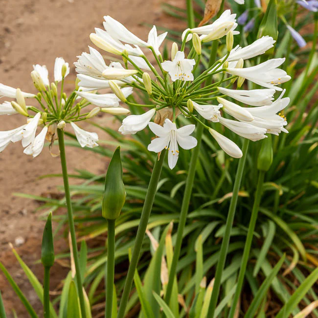 Agapanthe africaine blanche - Image 3