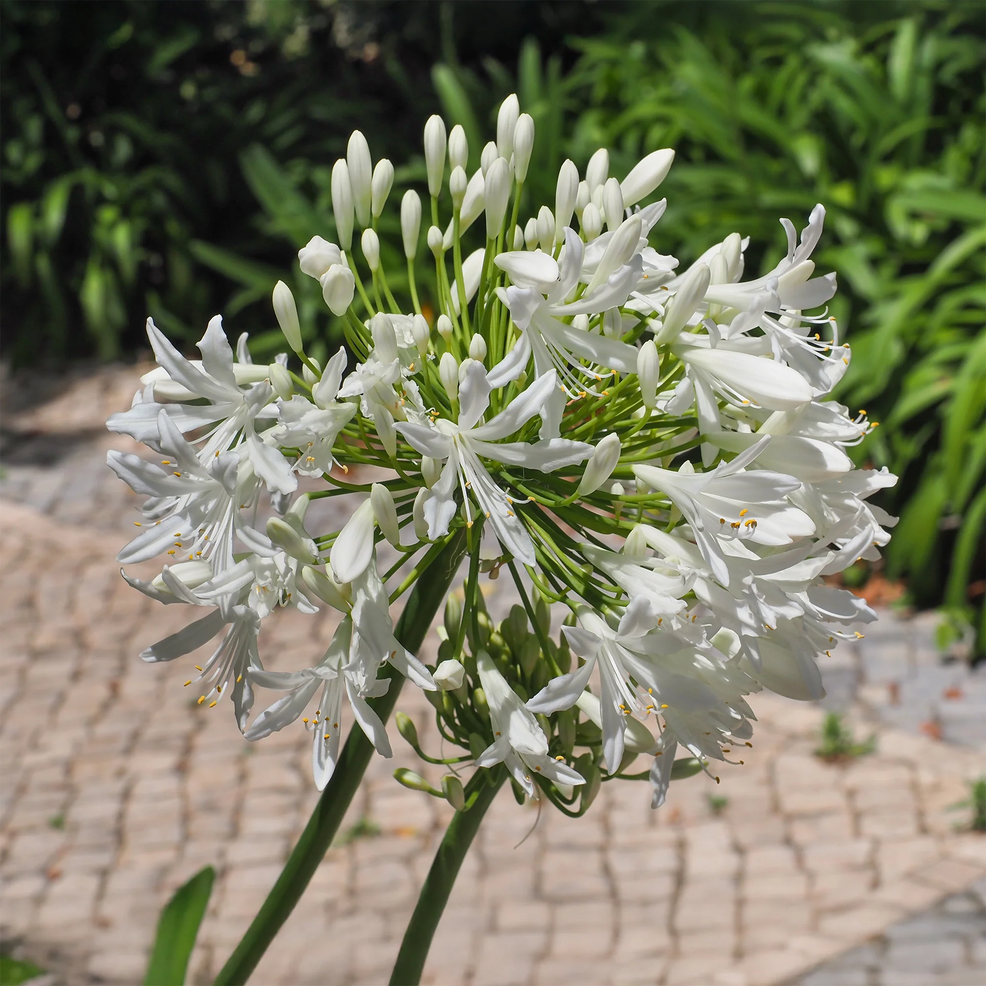 Agapanthe africaine blanche - Image 4