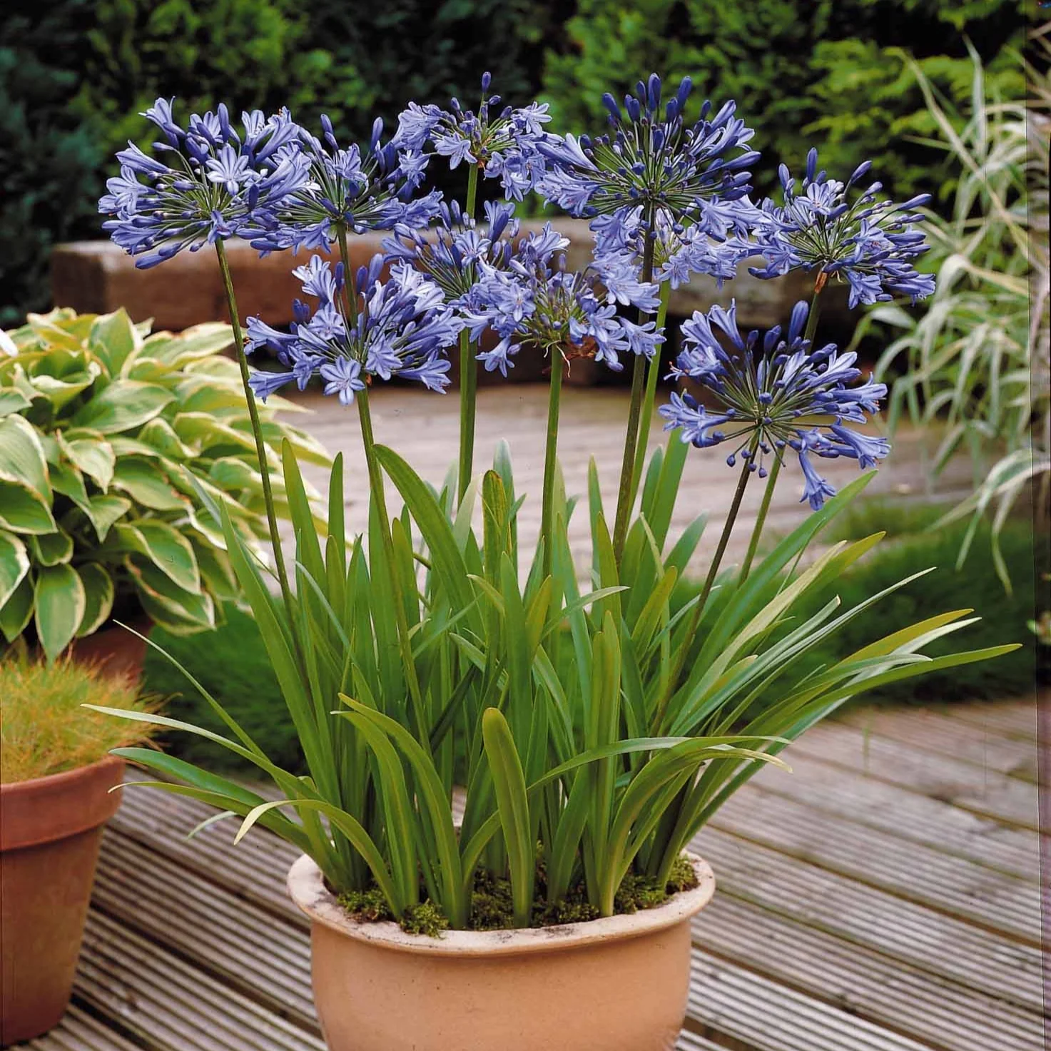 3 Agapanthes bleues - Image 3