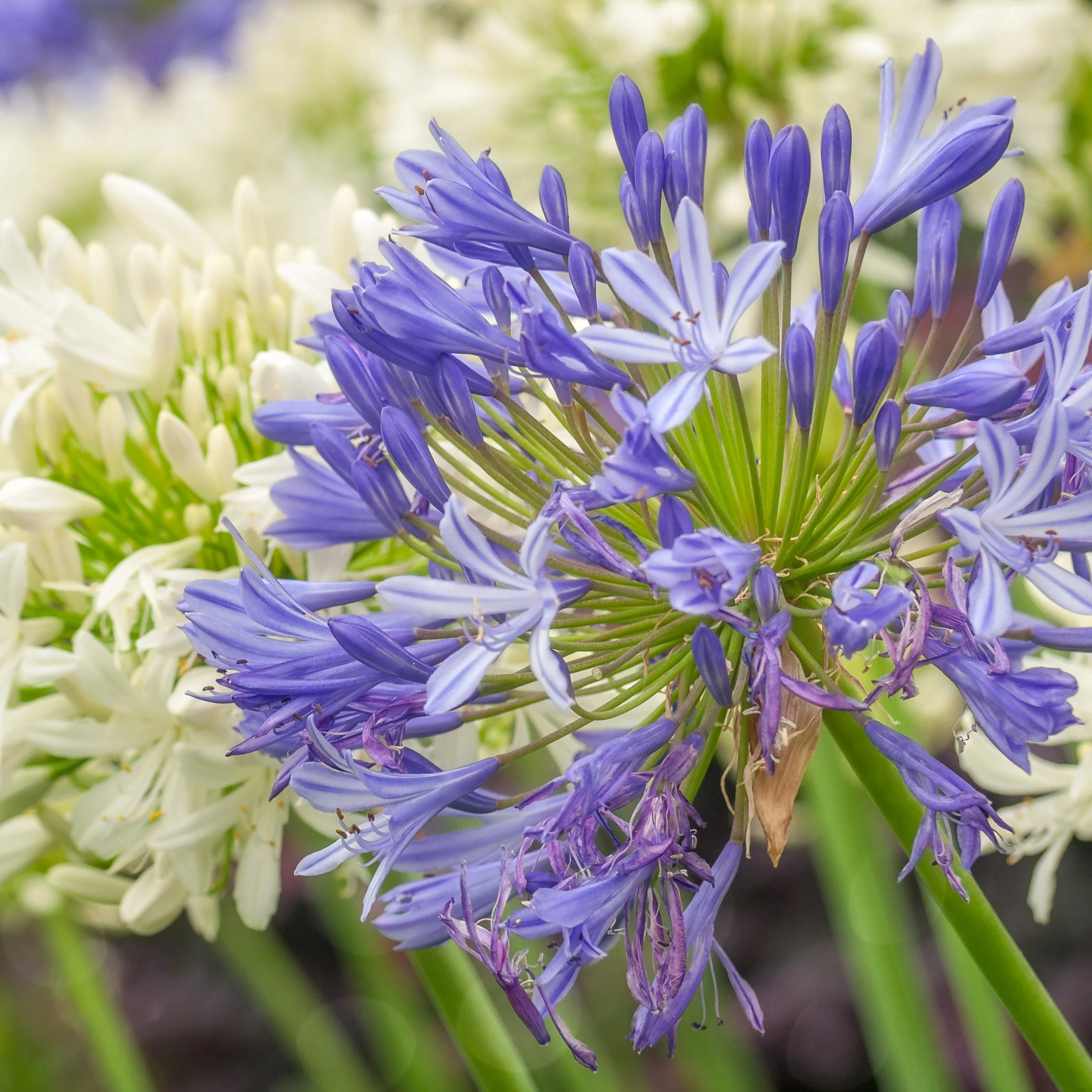 3 Agapanthes bleues - Image 4