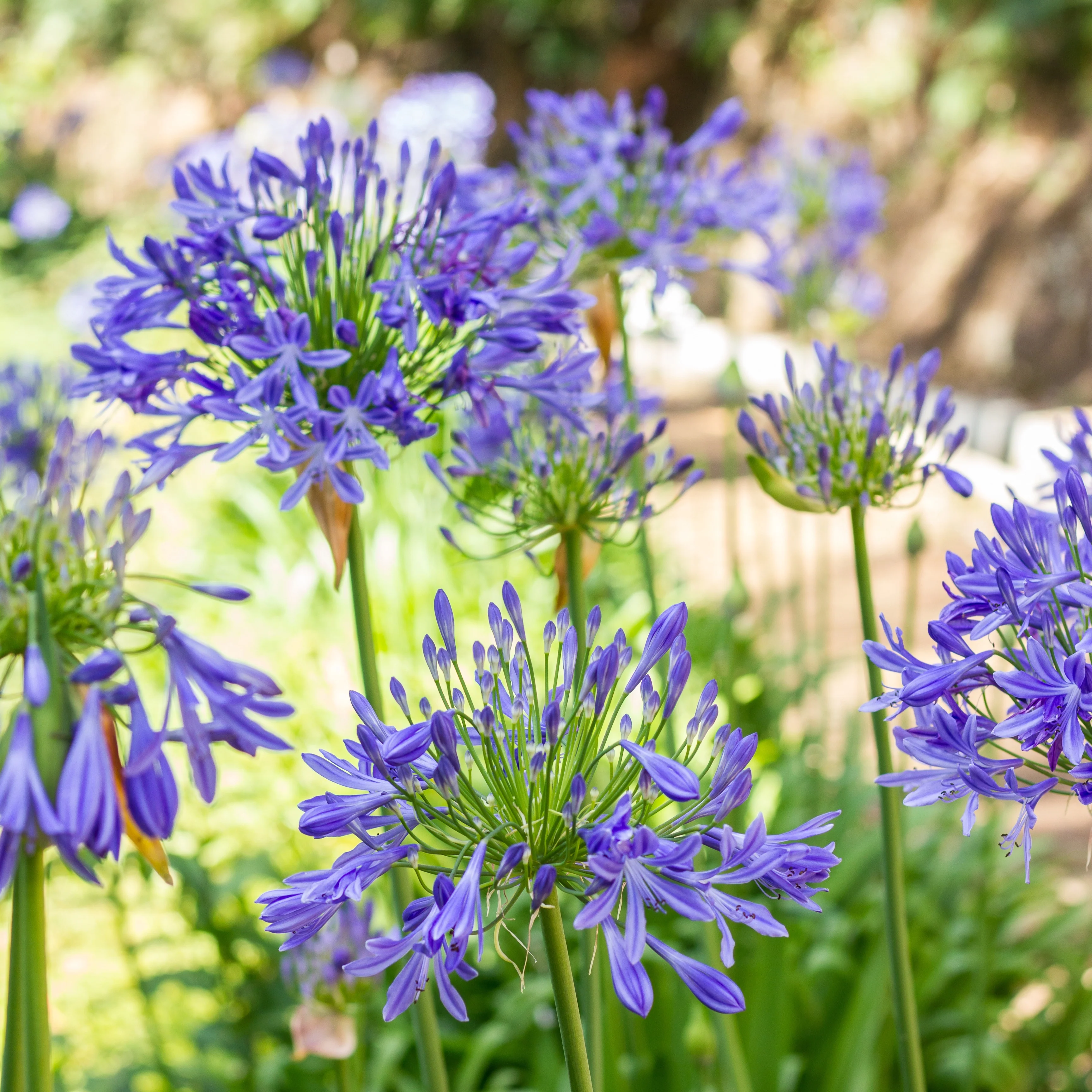 3 Agapanthes bleues - Image 5