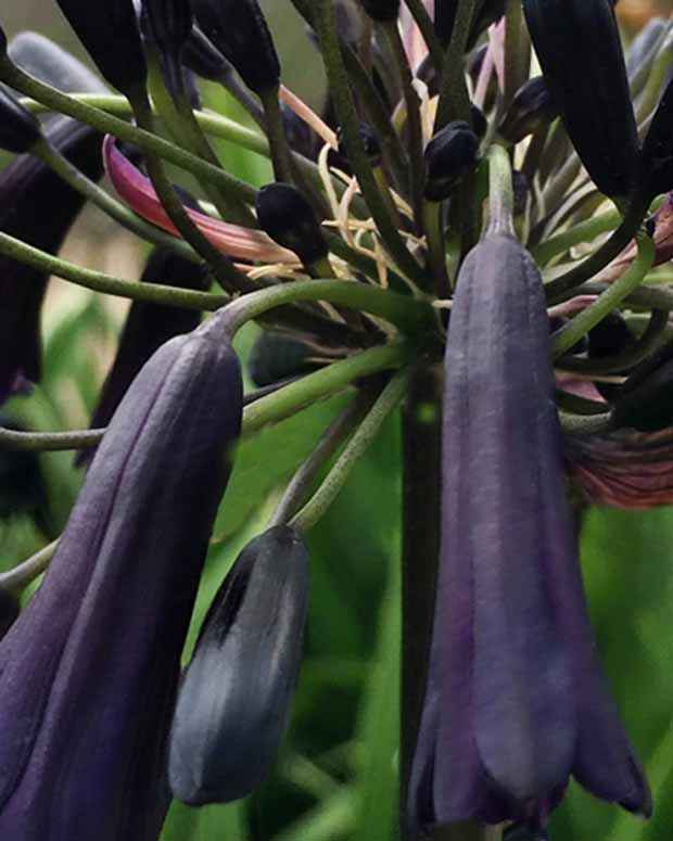 Agapanthe Black Magic