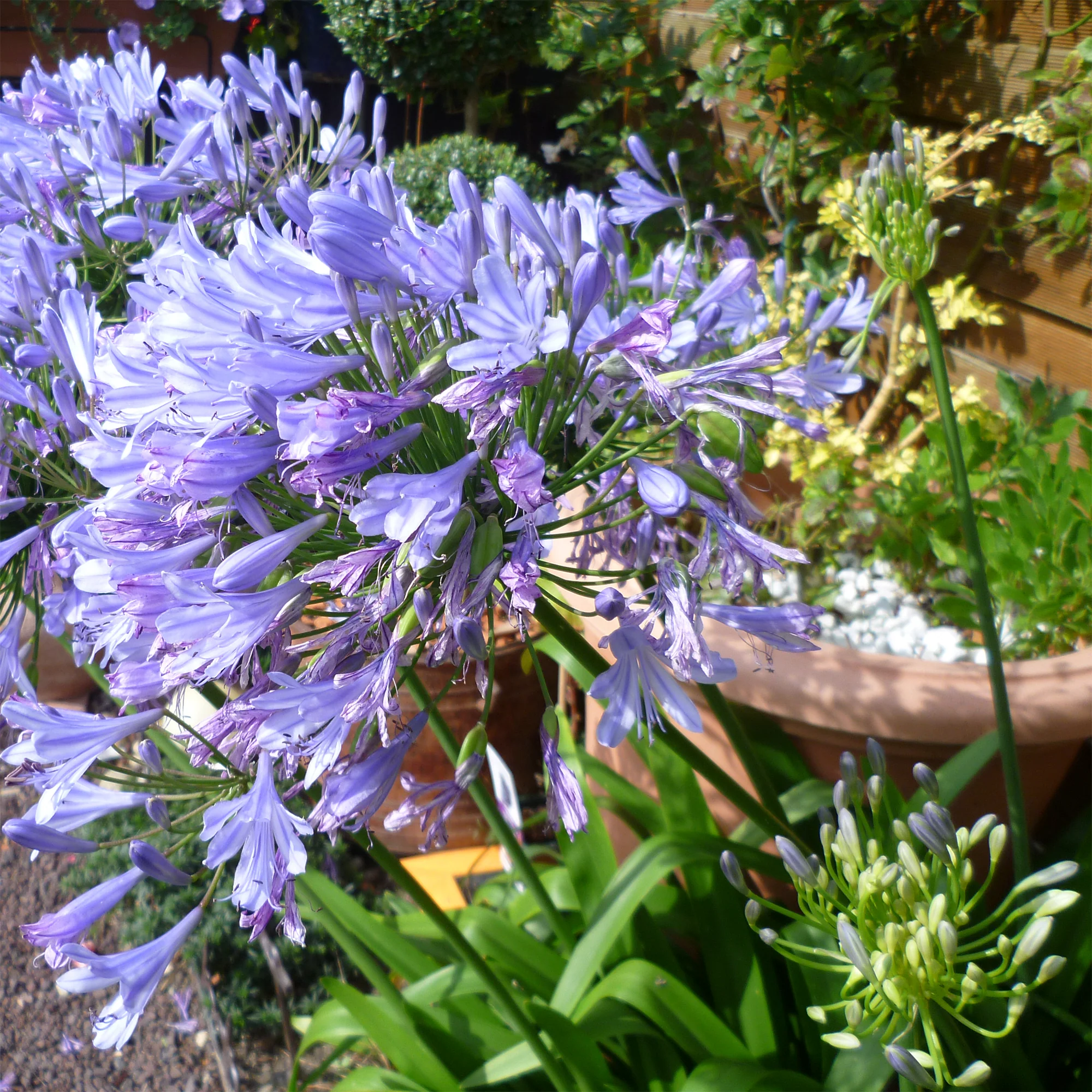 Agapanthe Blue Infinity® Panaga