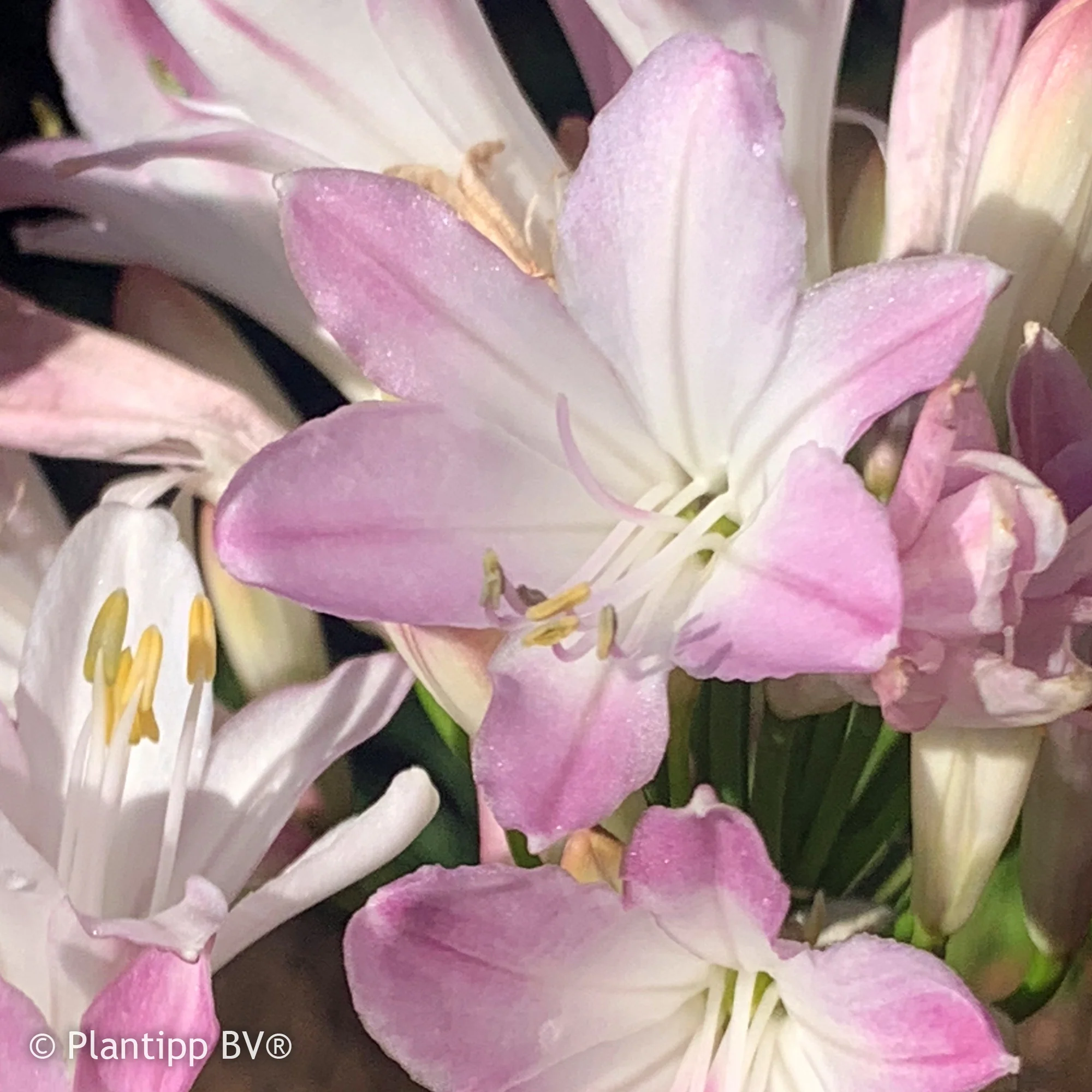 Agapanthe Blush Pink